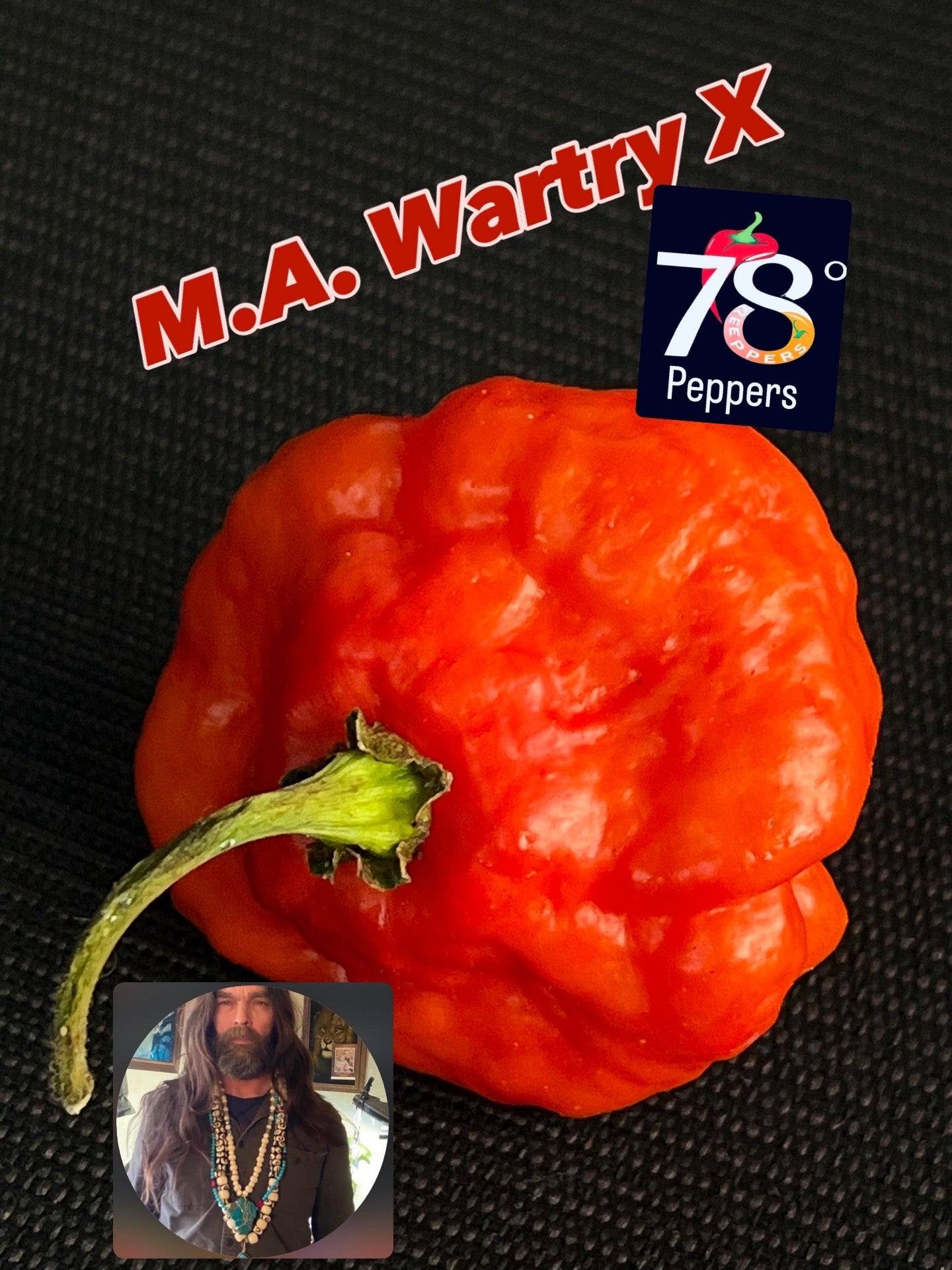 MA Wartryx Red seeds