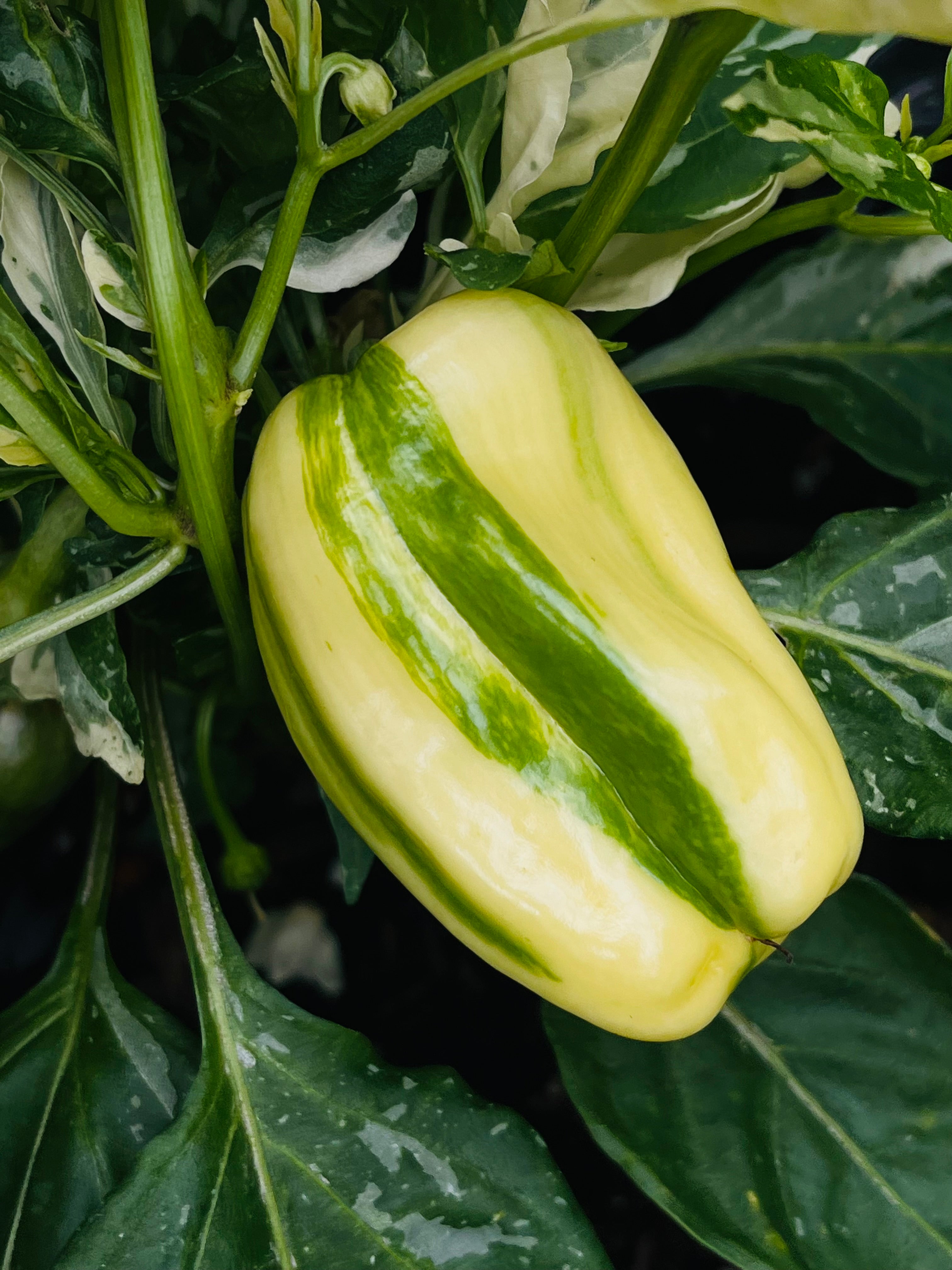 Candy cane pepper (sweet)