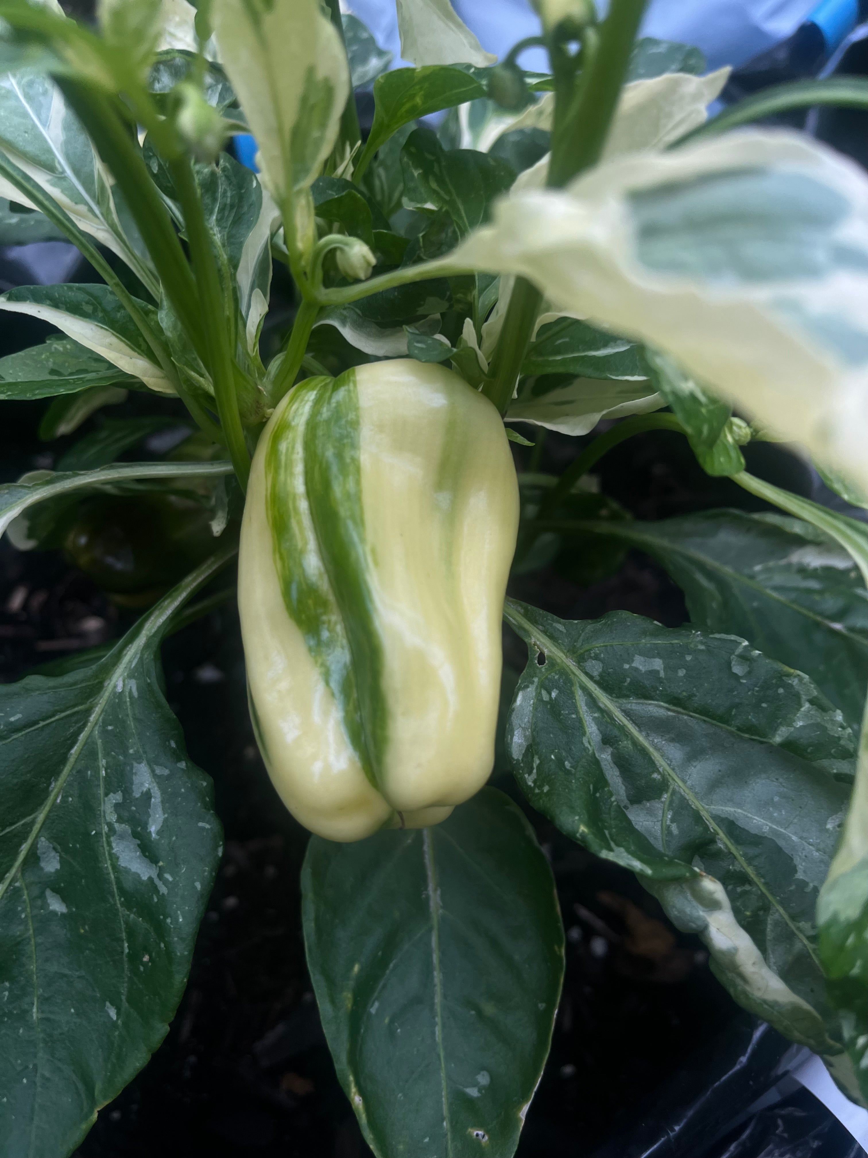 Candy cane pepper (sweet)