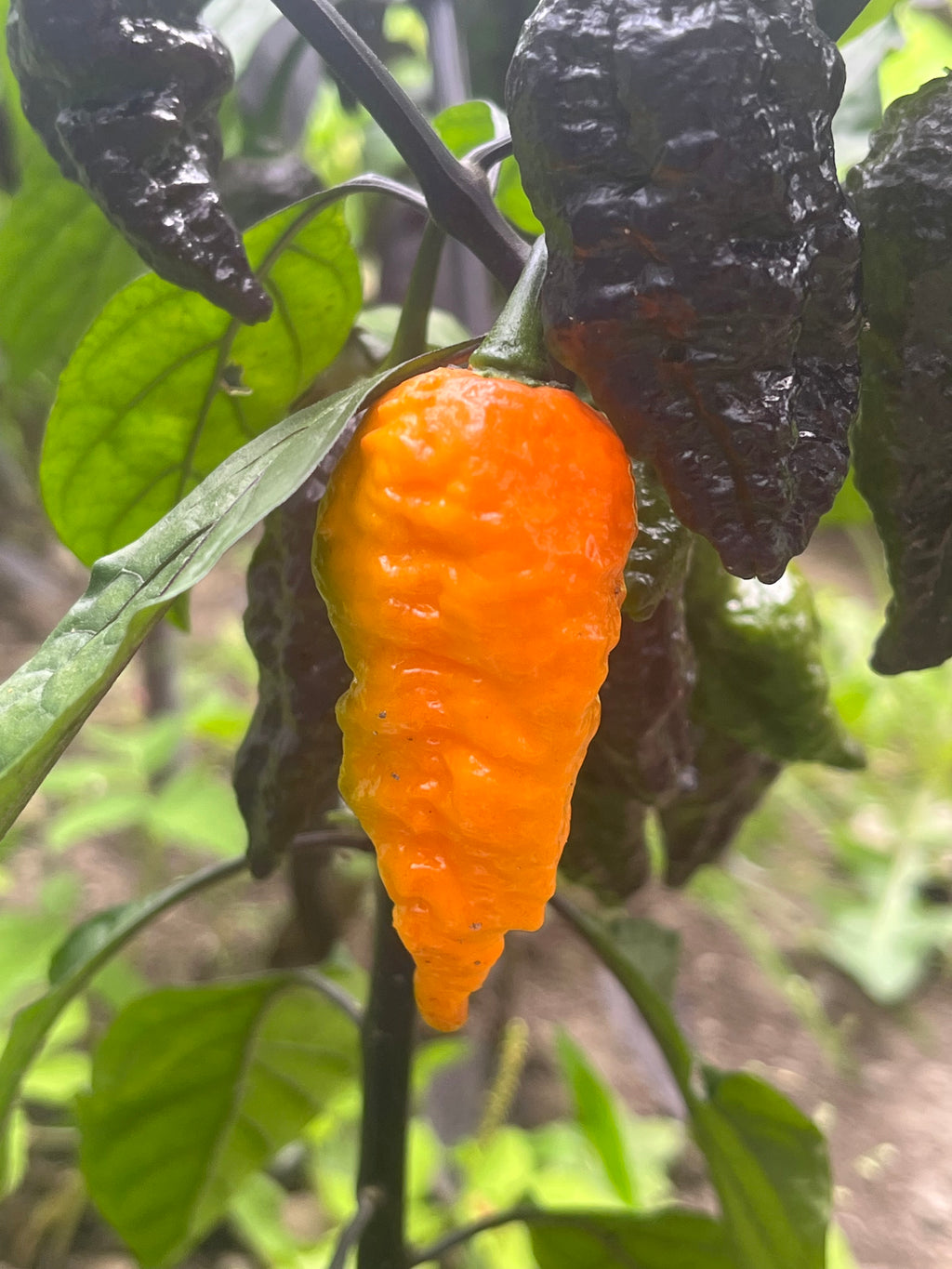 Black Panther orange