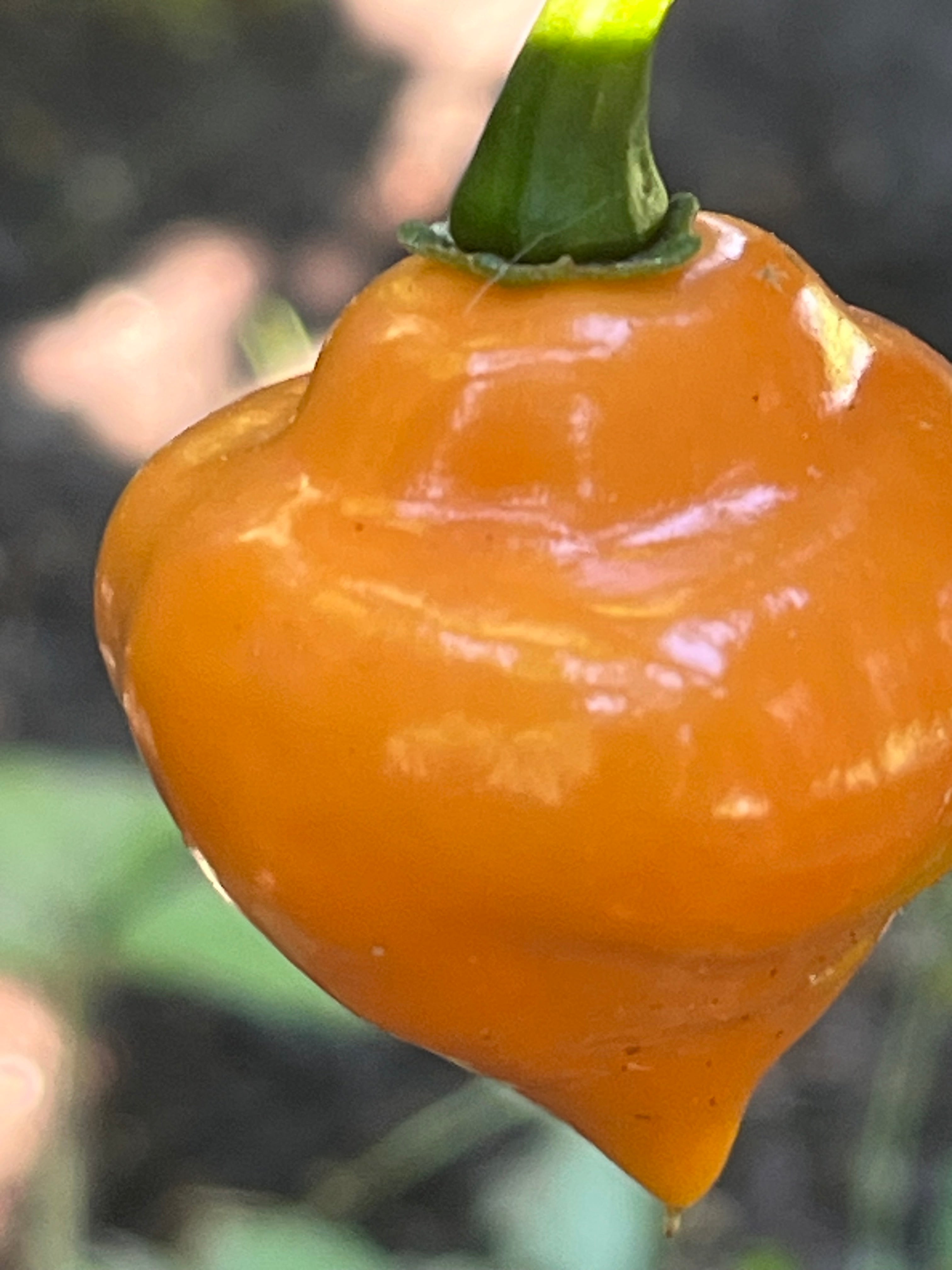Roxa orange lantern
