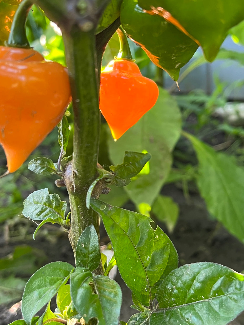 Roxa orange lantern