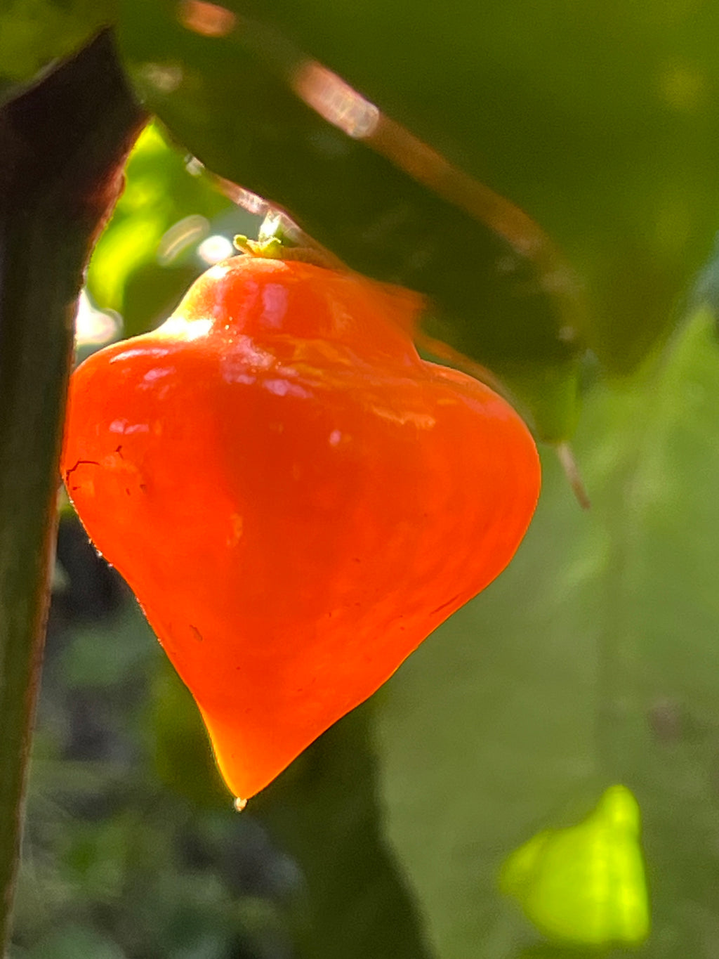 Roxa orange lantern