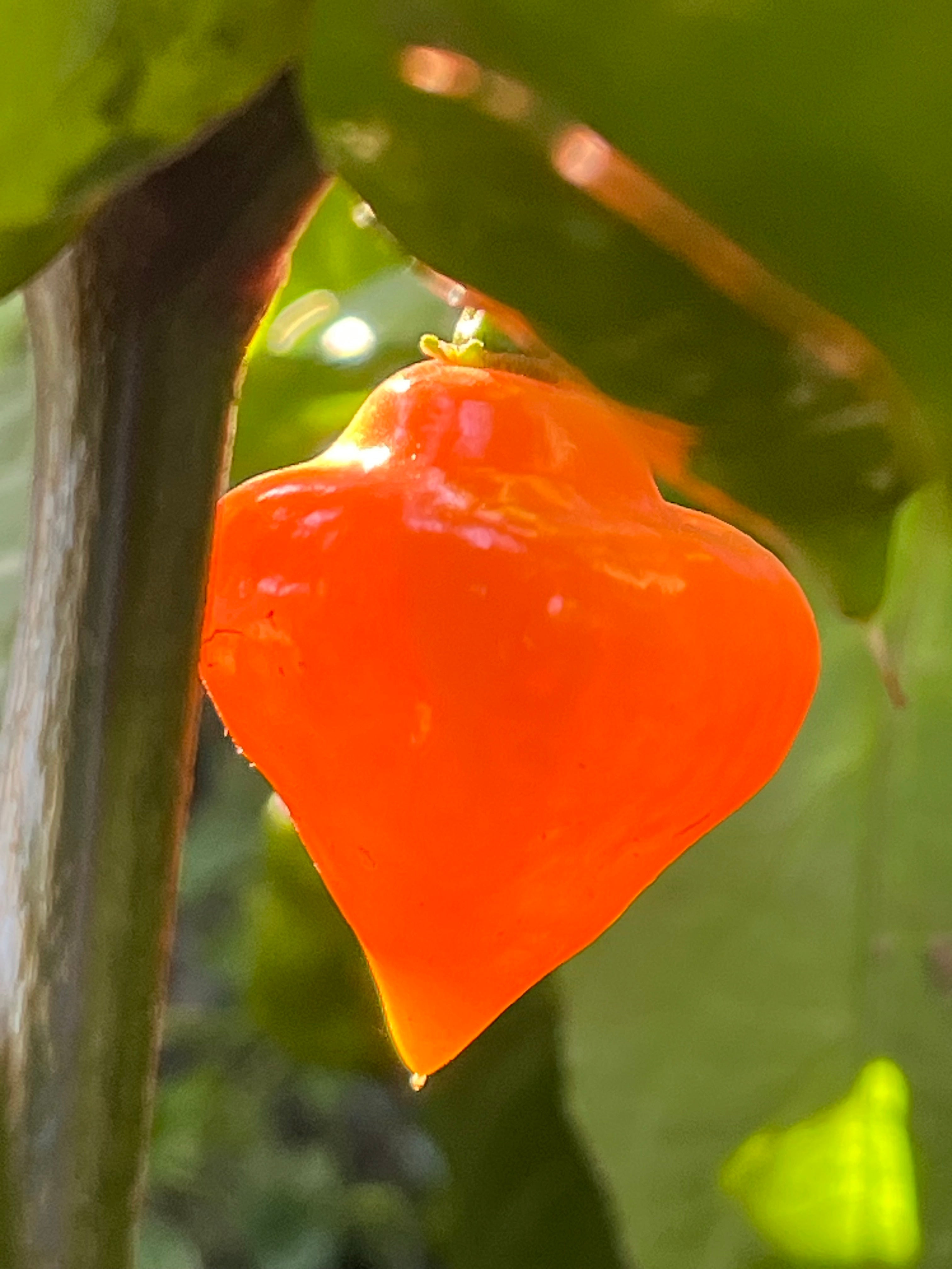 Roxa orange lantern
