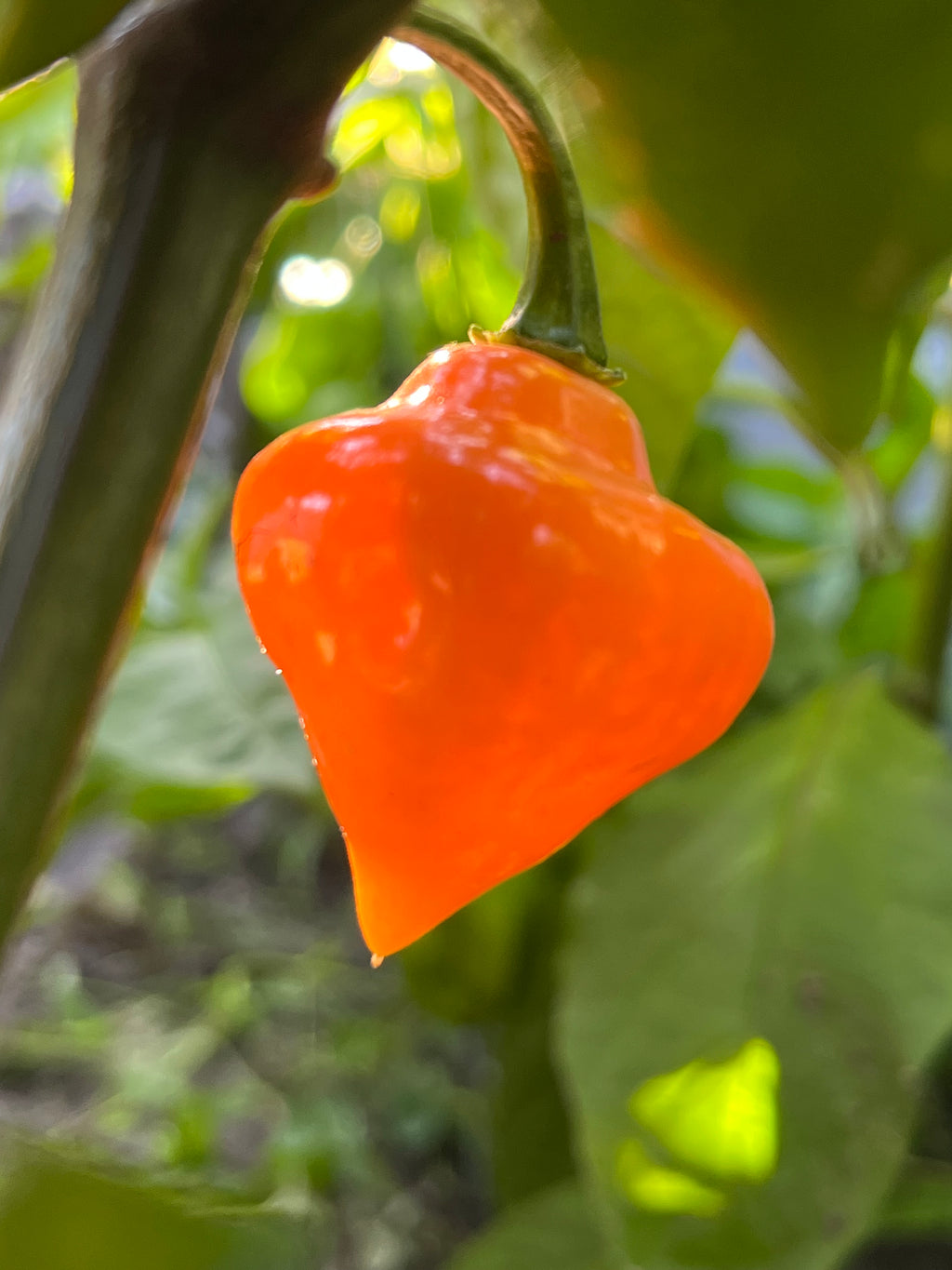 Roxa orange lantern