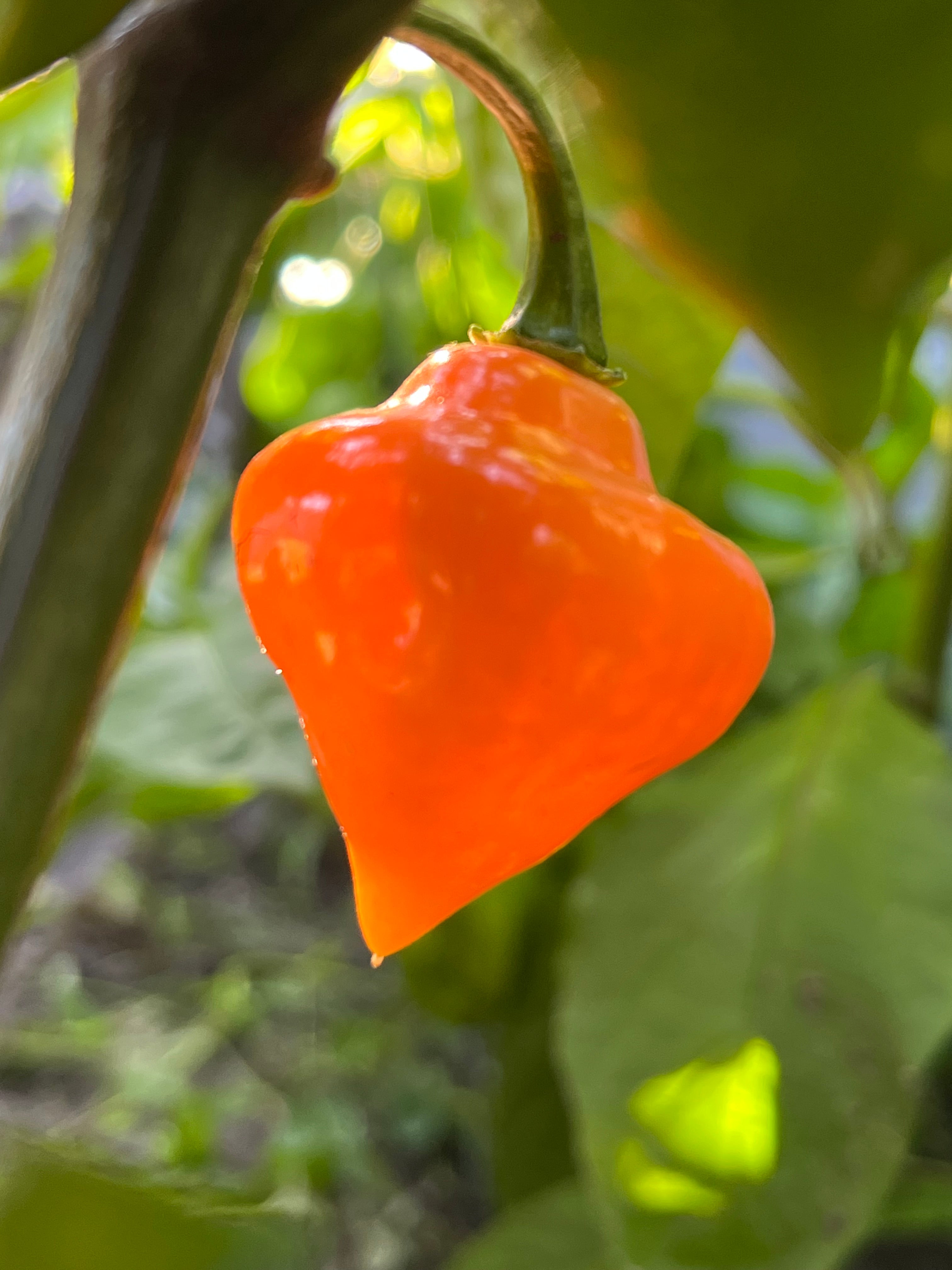 Roxa orange lantern
