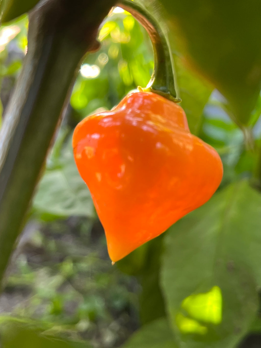 Roxa orange lantern