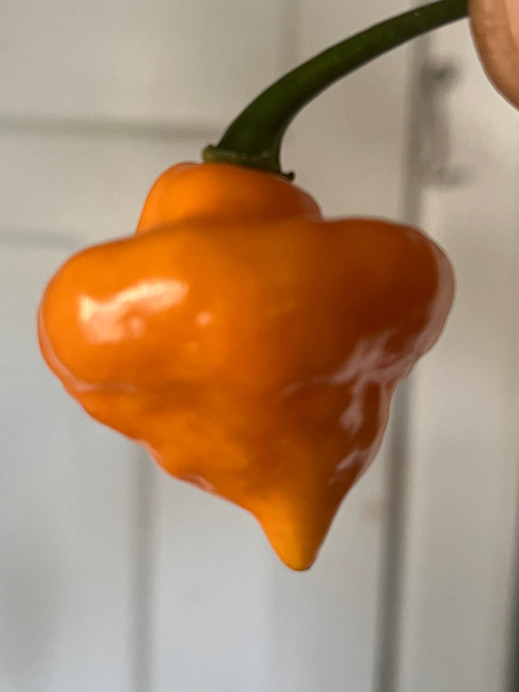 Roxa orange lantern