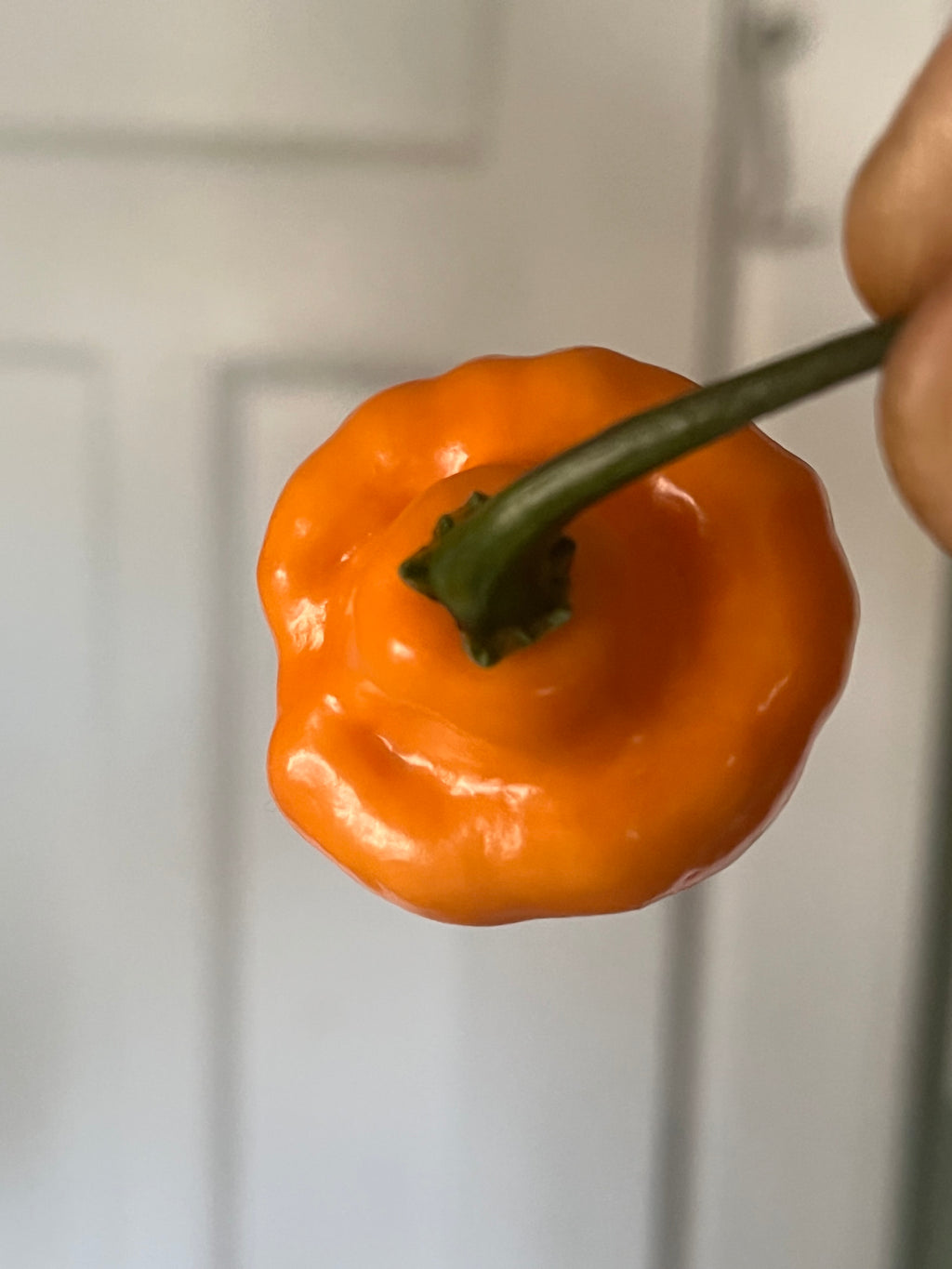 Roxa orange lantern