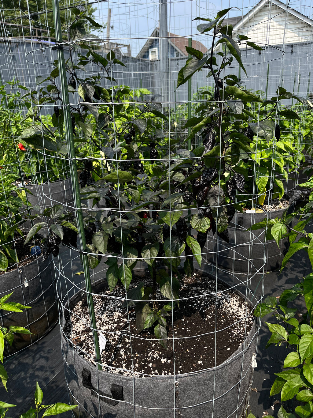 BBG black Armageddon