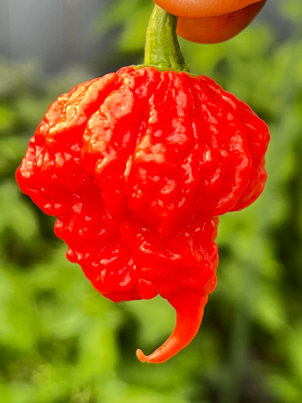 Beast seeds
