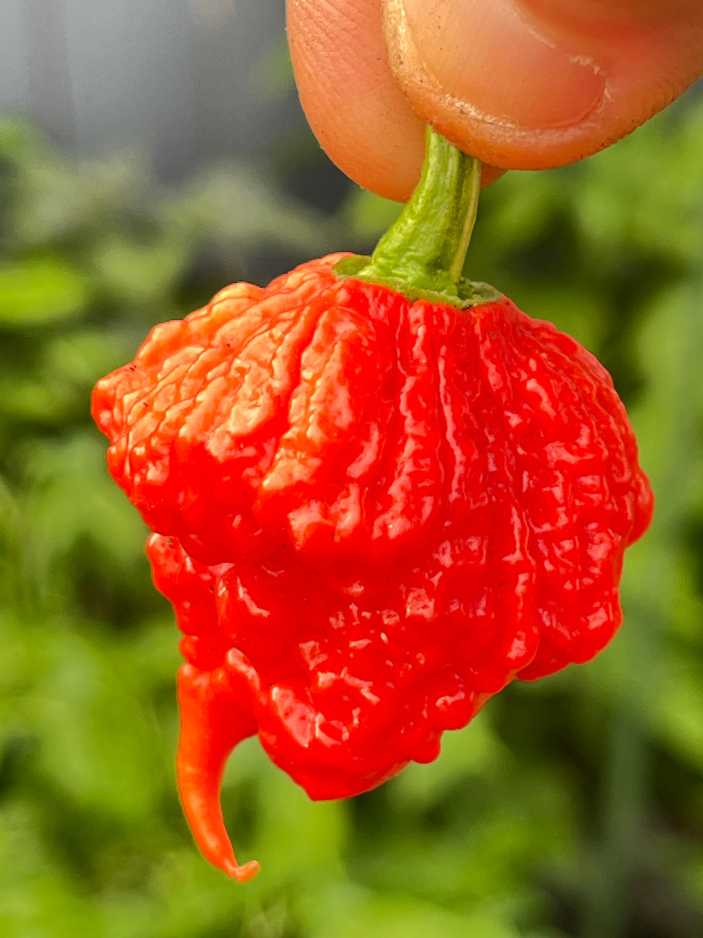 Beast seeds