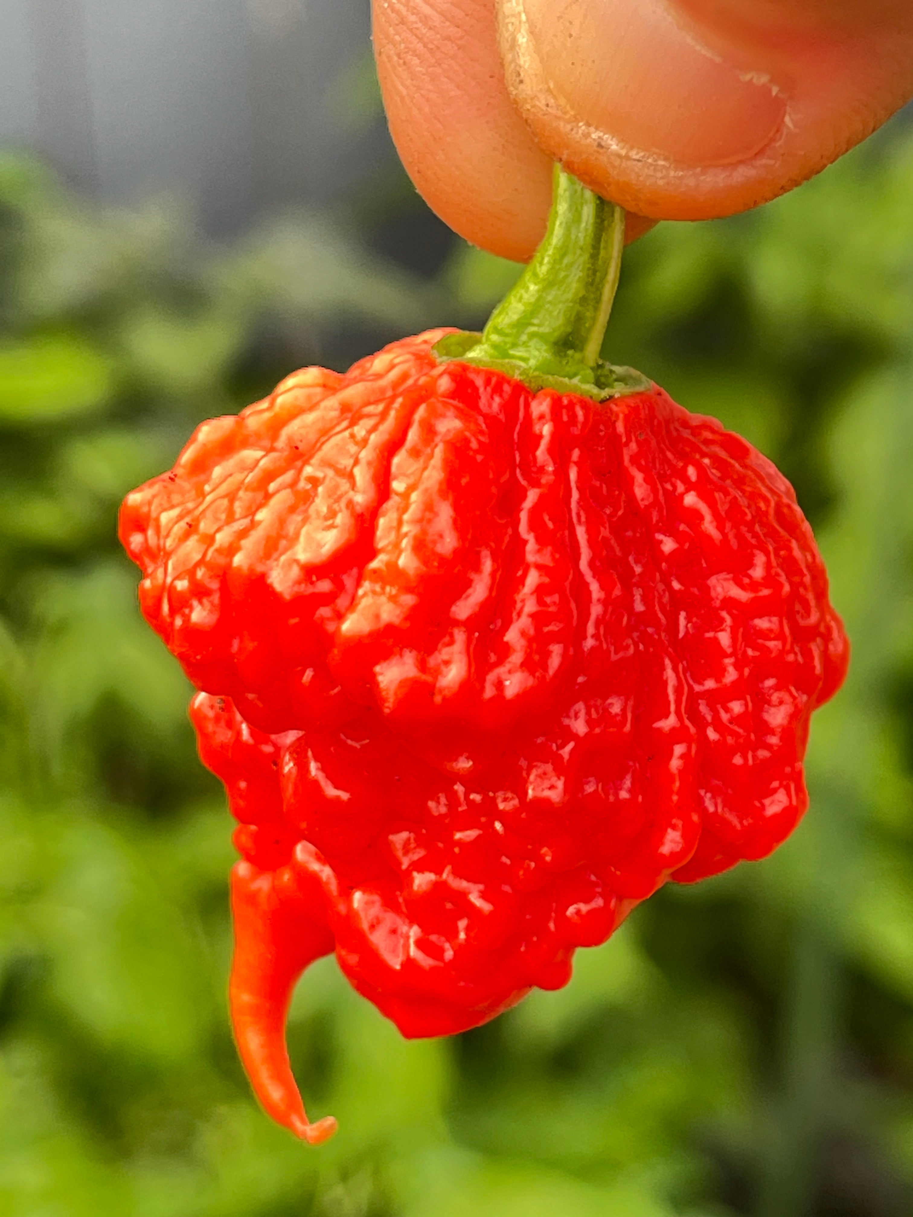 Beast seeds