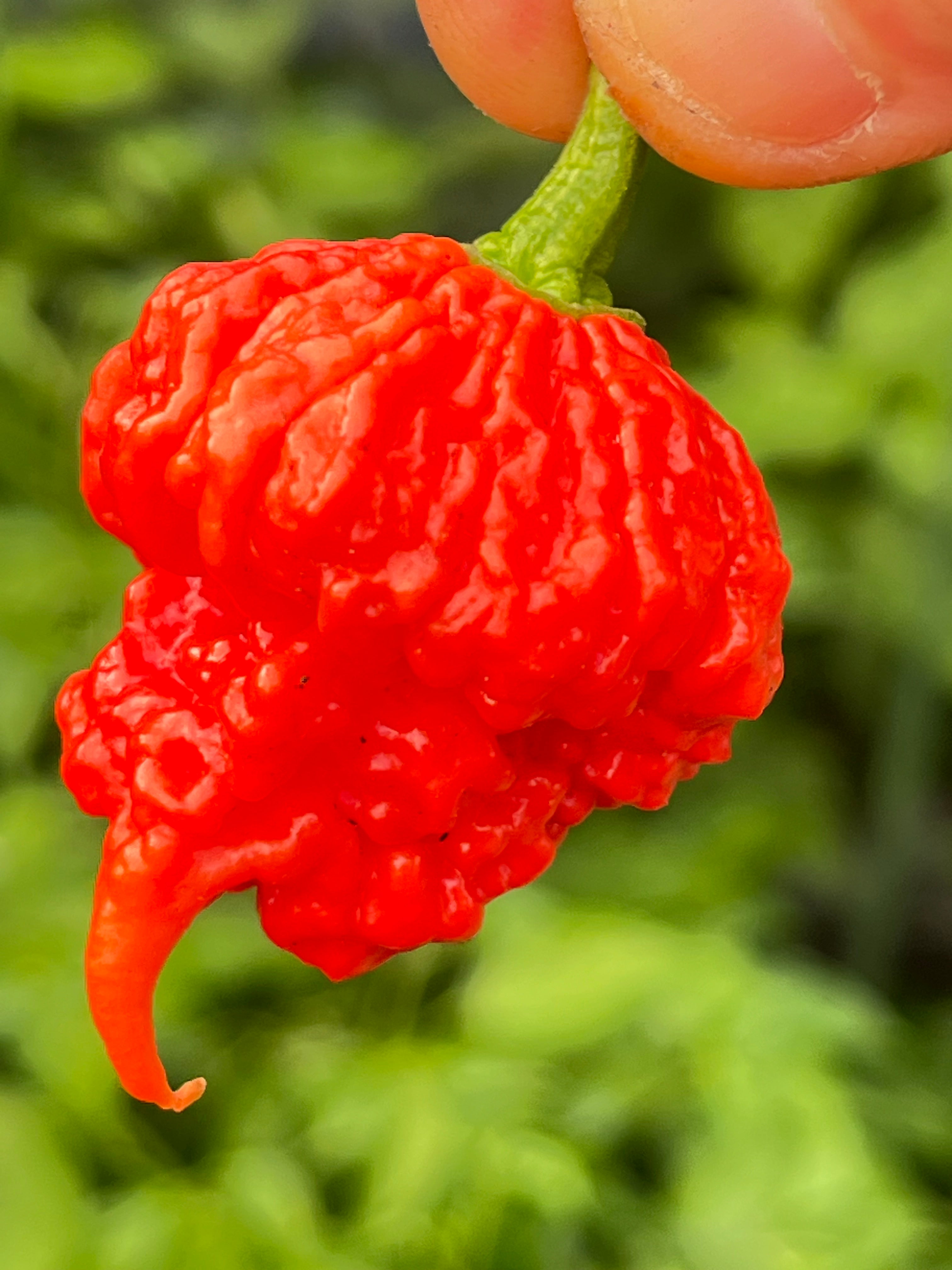 Beast seeds
