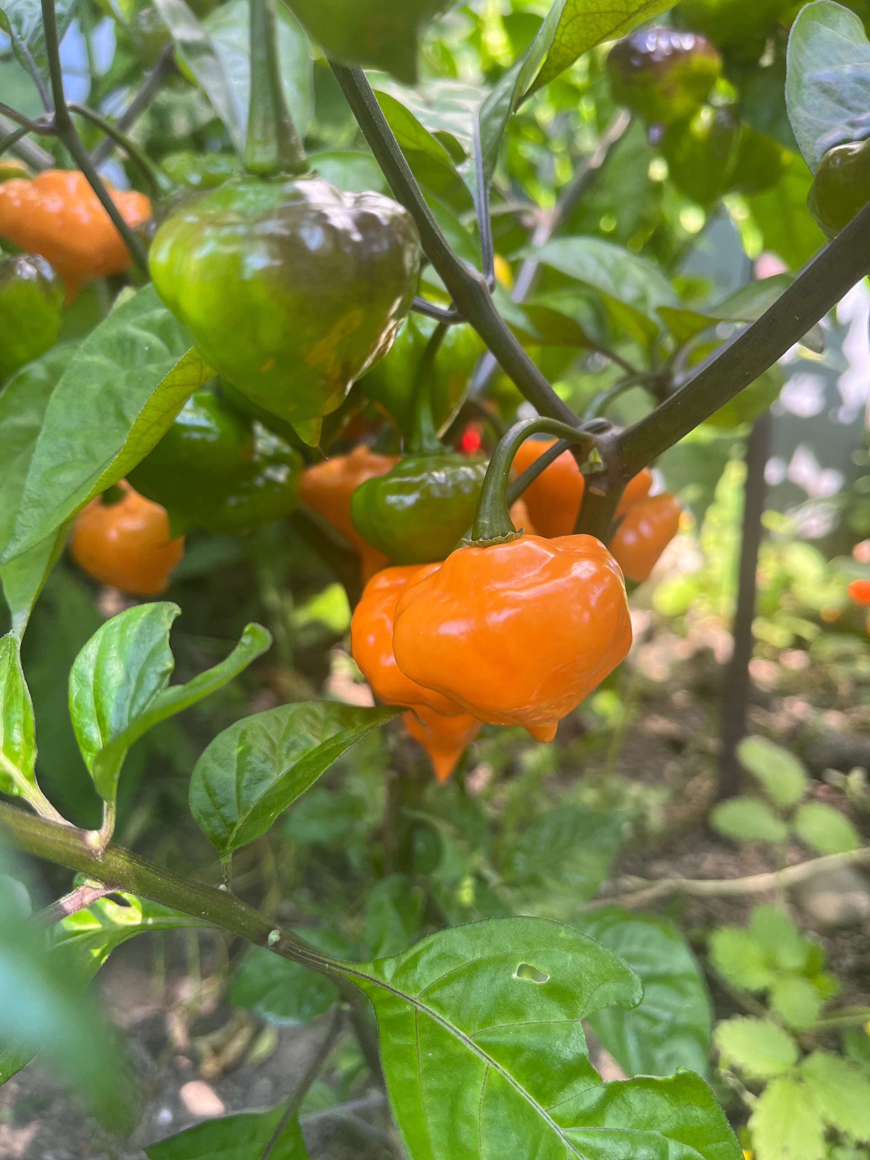 Roxa orange lantern