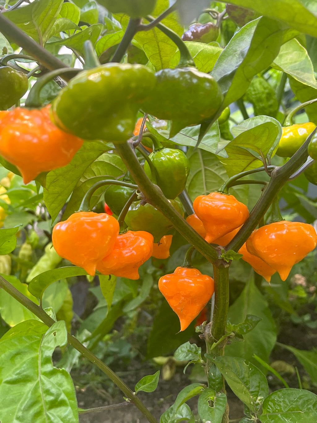 Roxa orange lantern