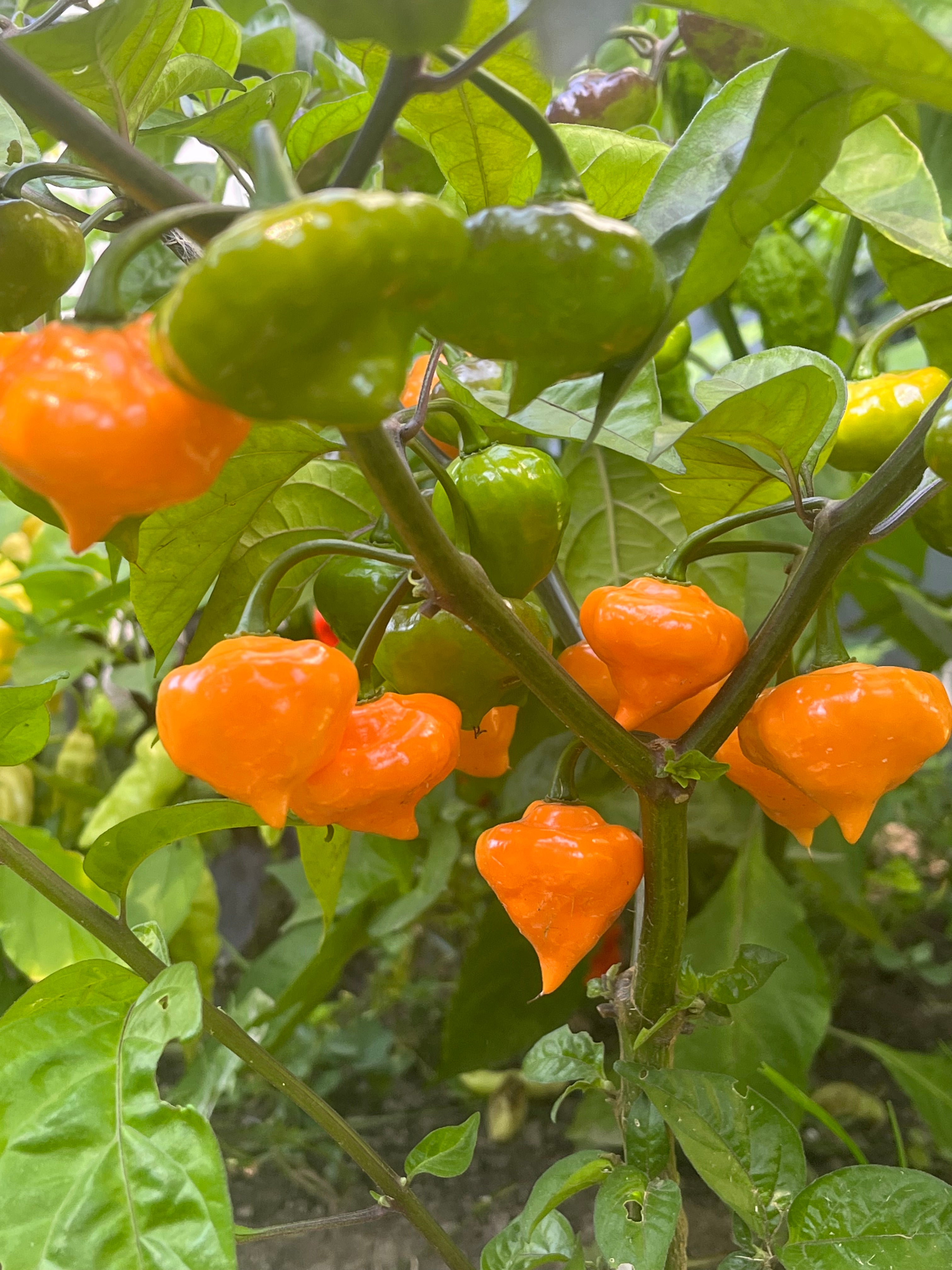Roxa orange lantern