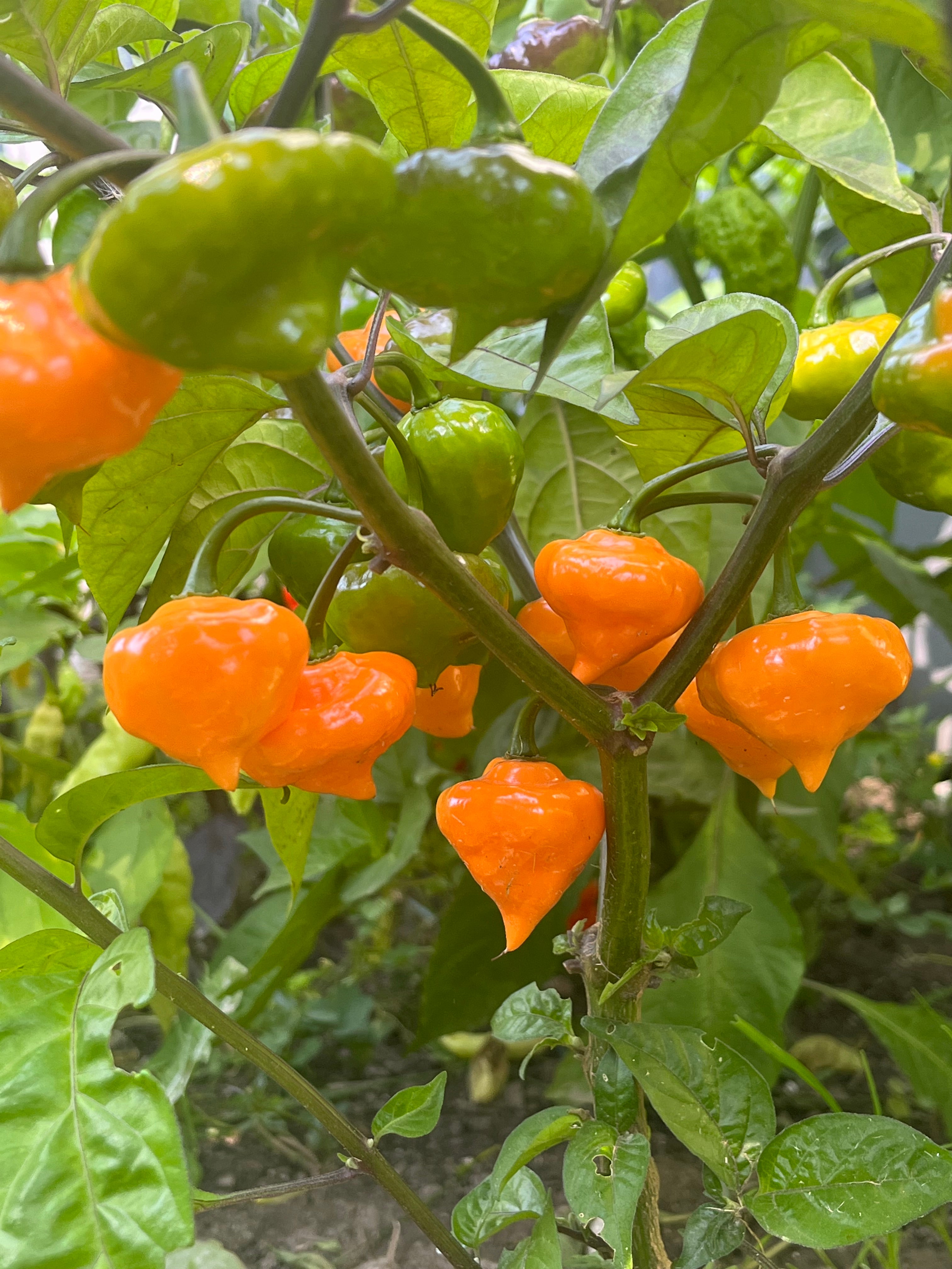 Roxa orange lantern