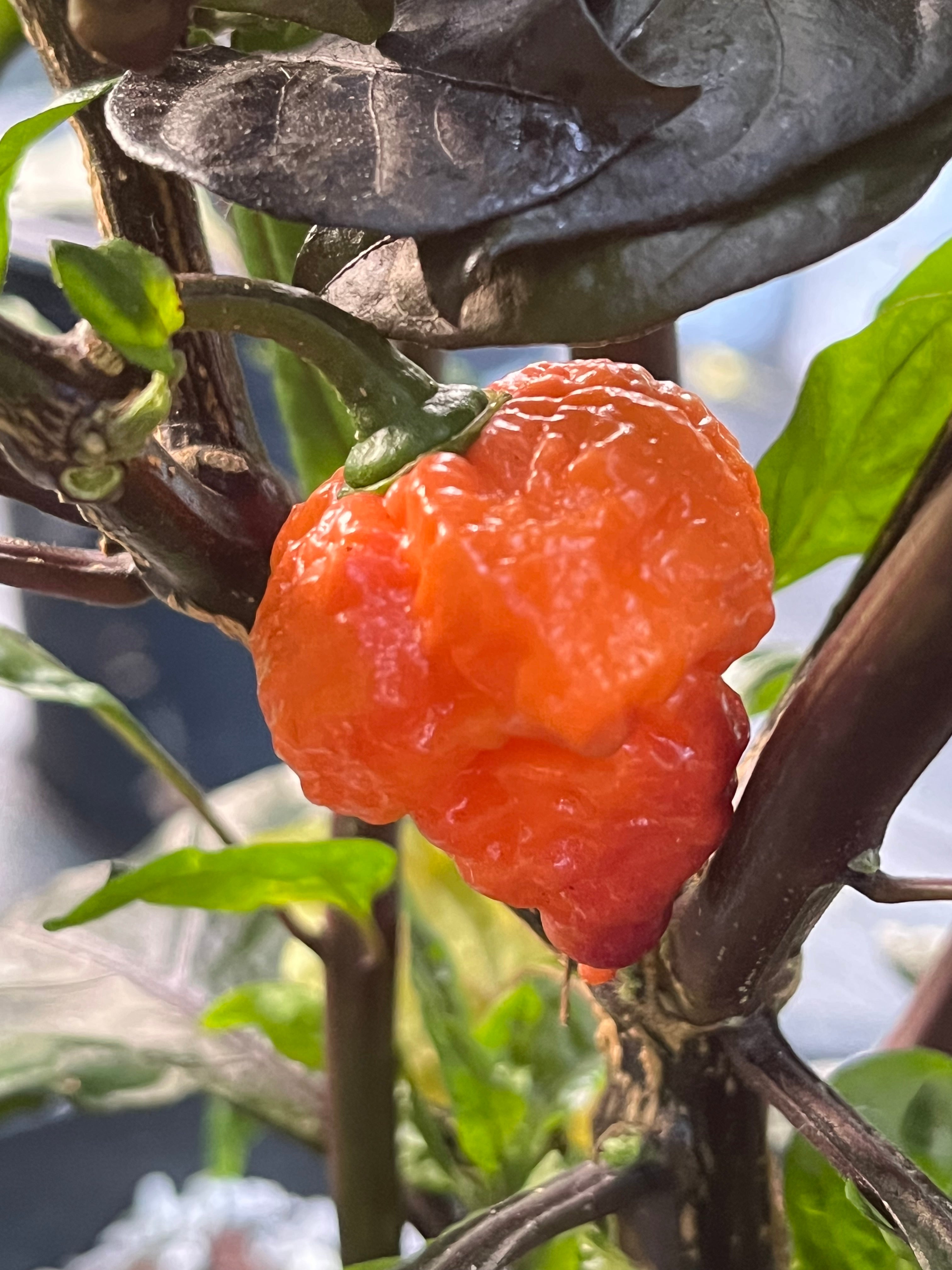 Orange gator jigsaw seeds