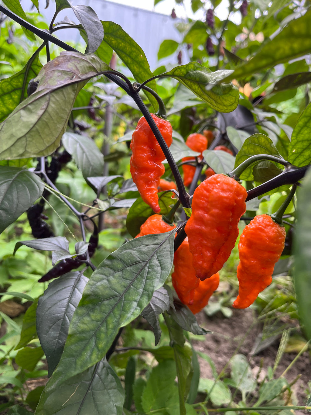 Black Panther orange