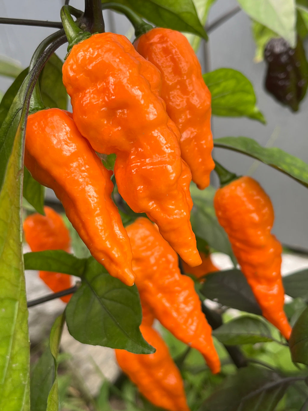 Black Panther orange