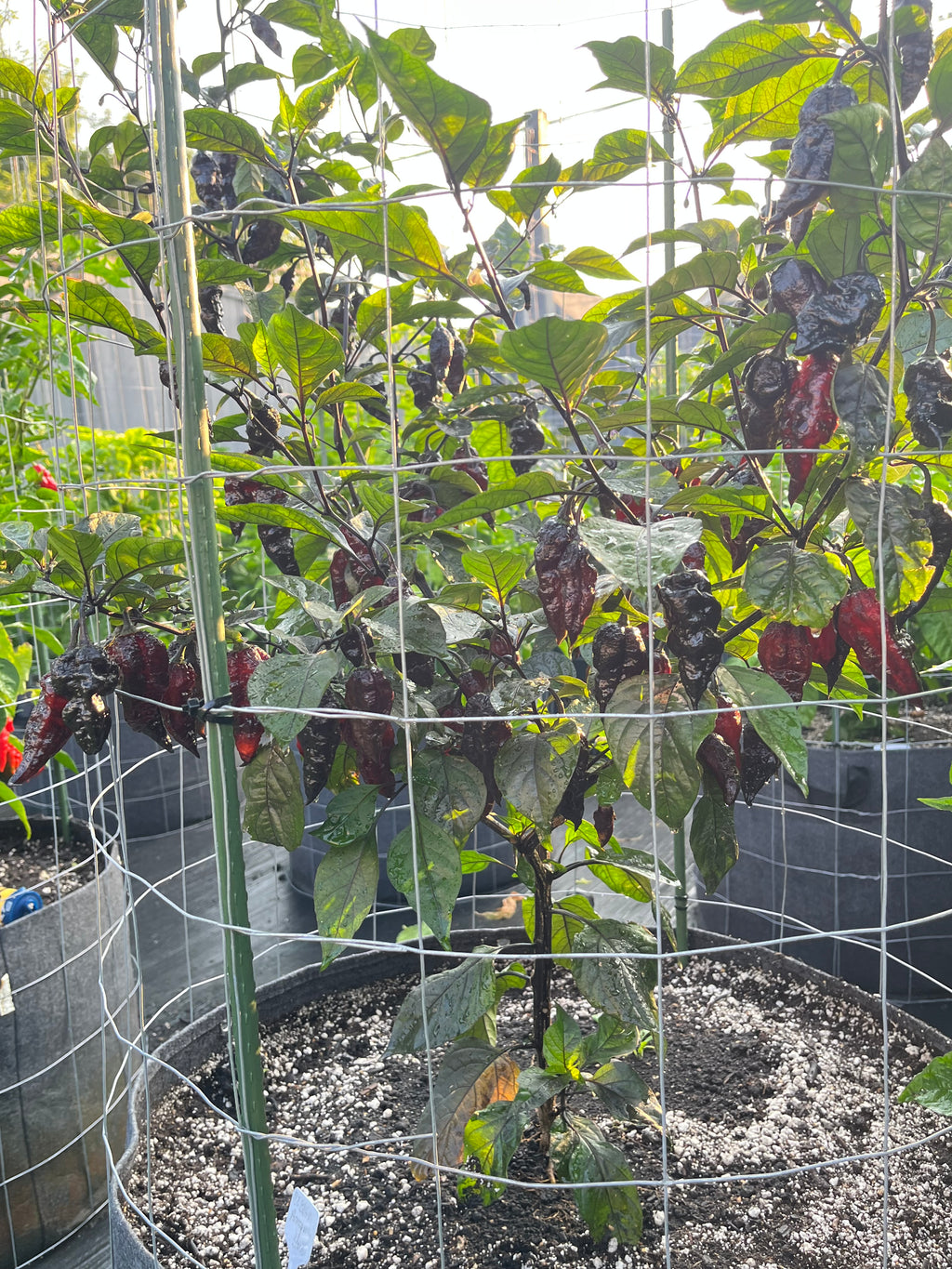 BBG black Armageddon