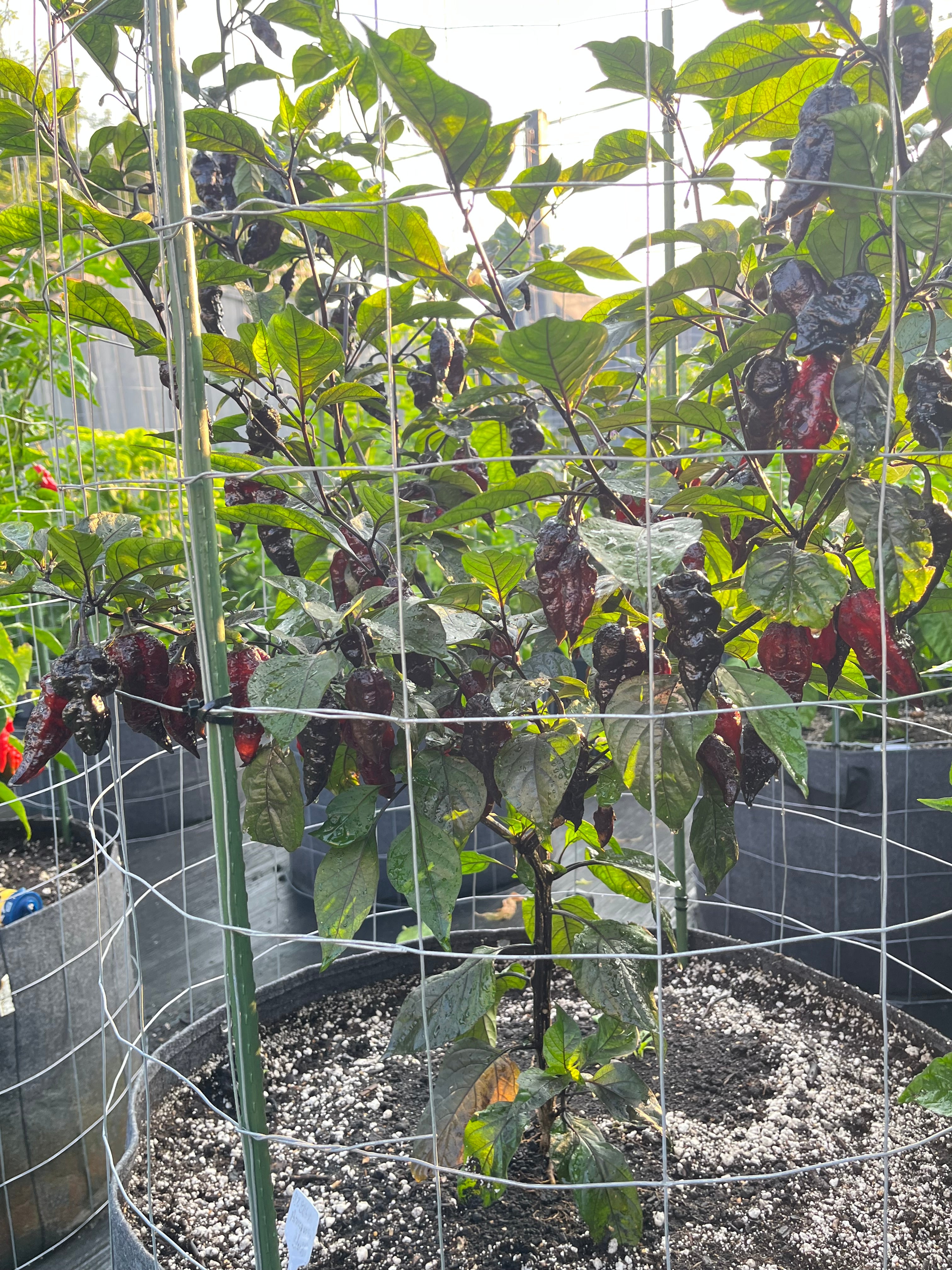 BBG black Armageddon