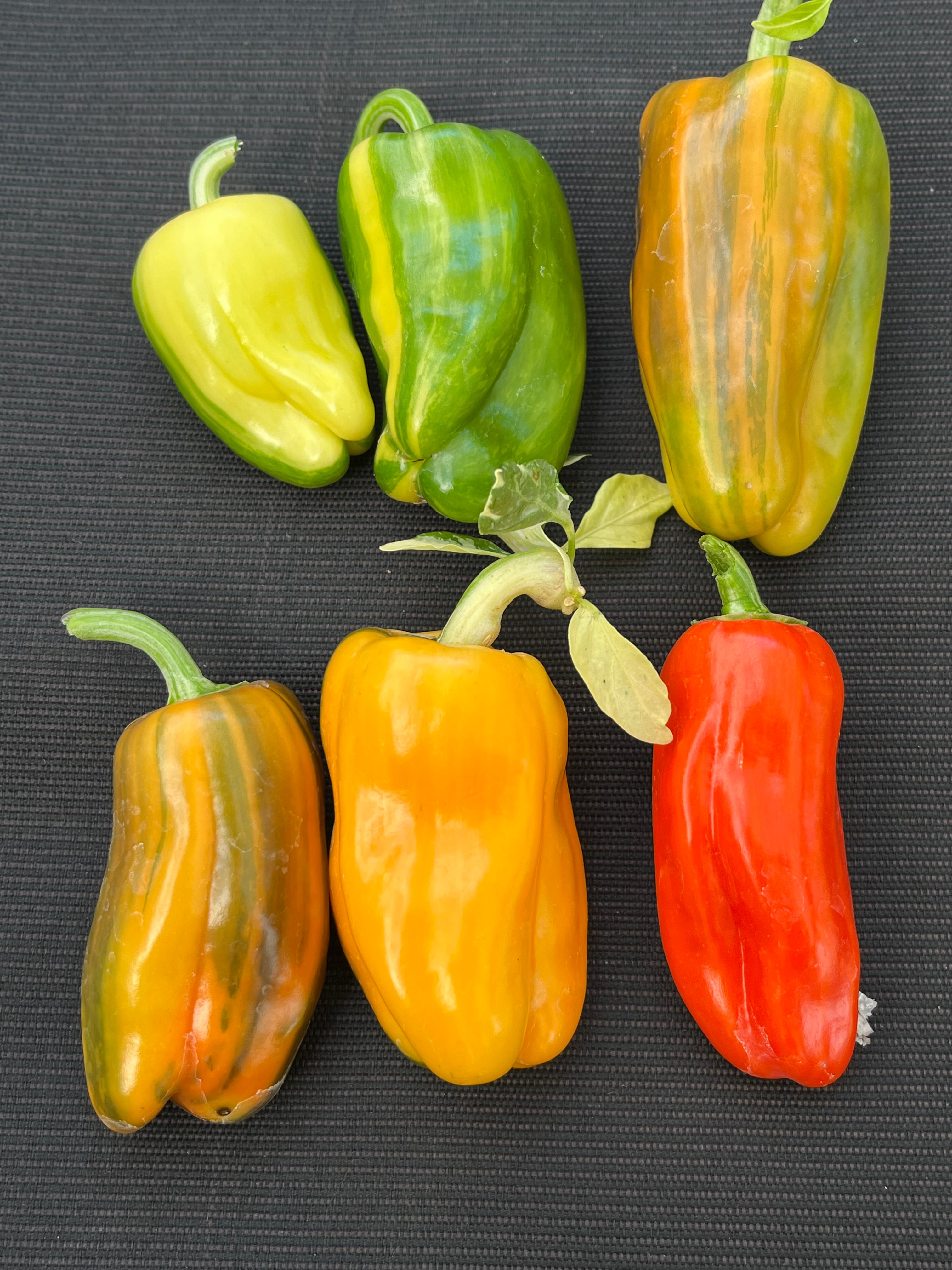 Candy cane pepper (sweet)