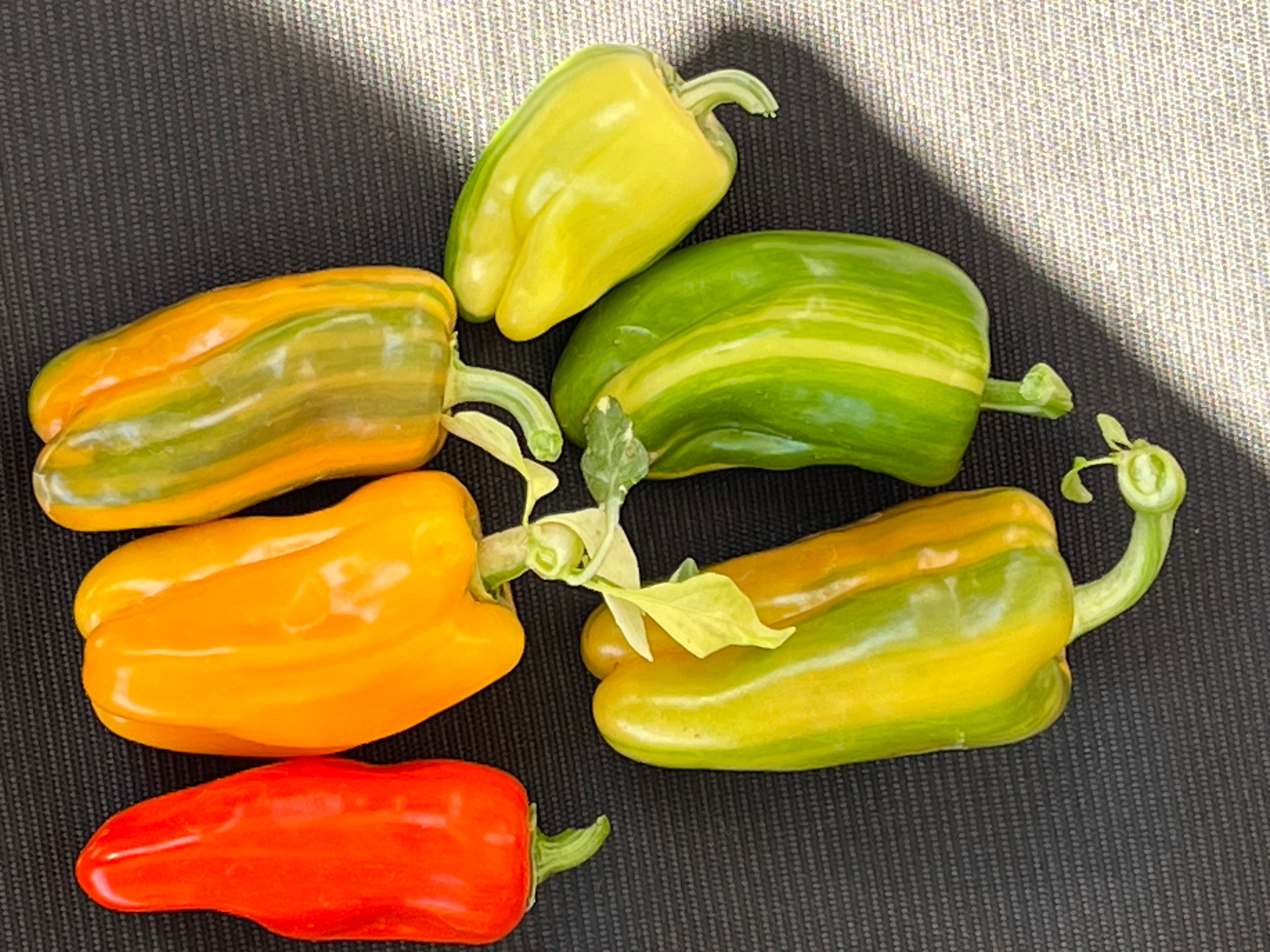 Candy cane pepper (sweet)