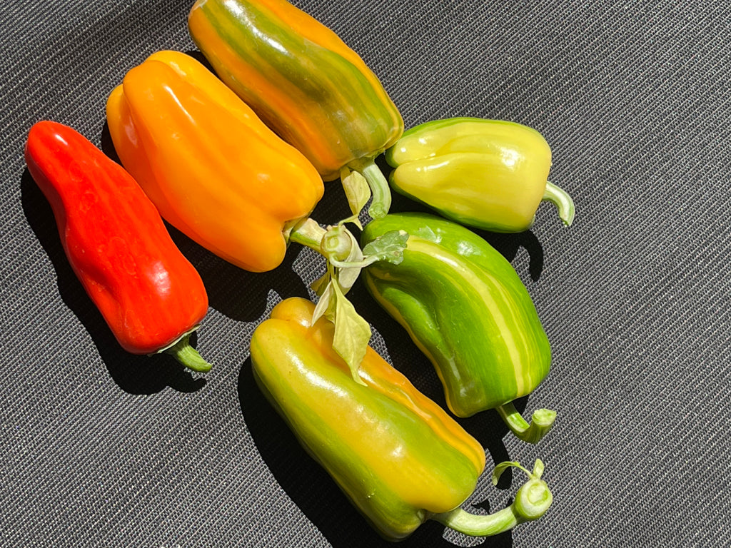 Candy cane pepper (sweet)