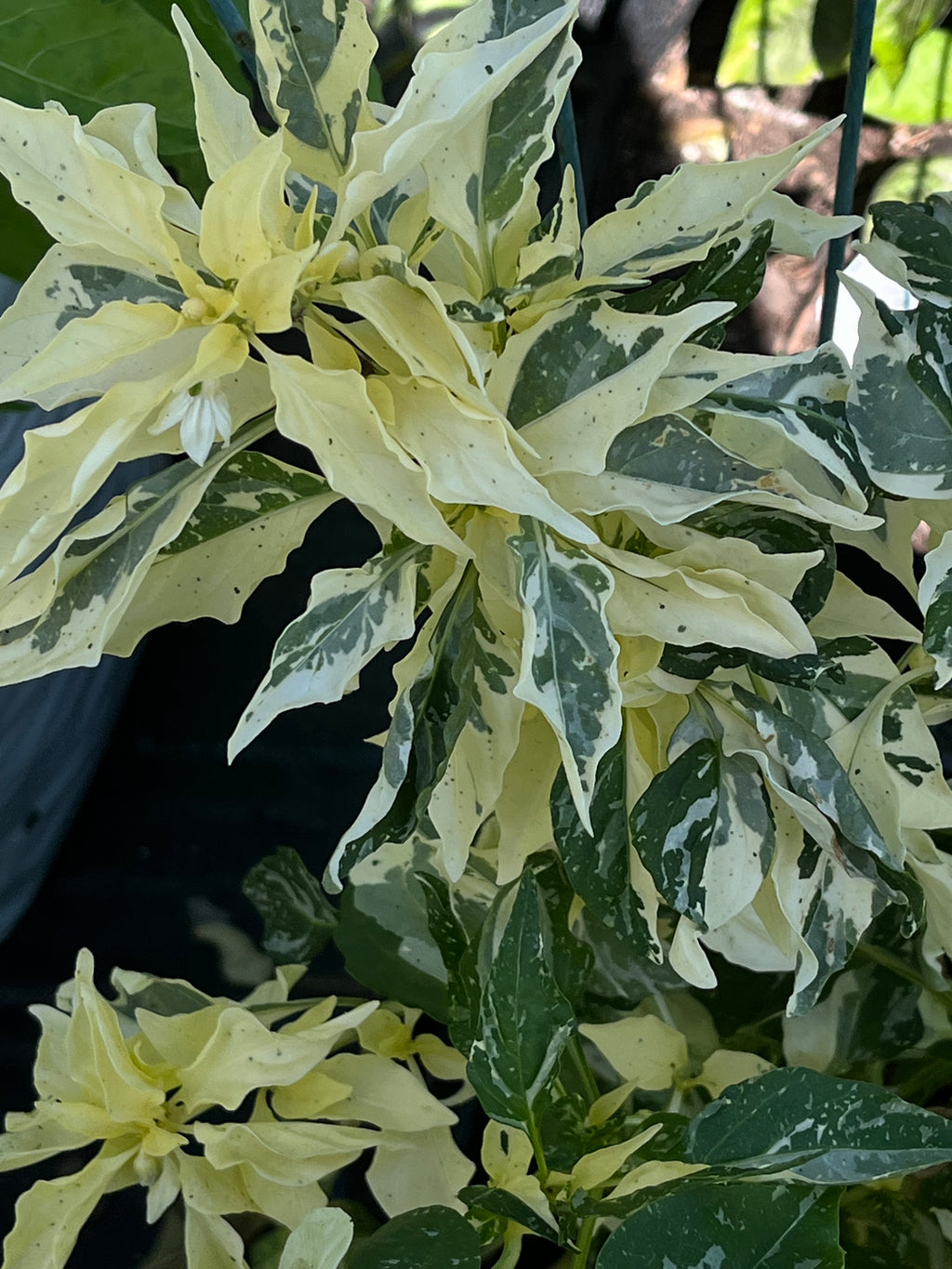 Candy cane pepper (sweet)