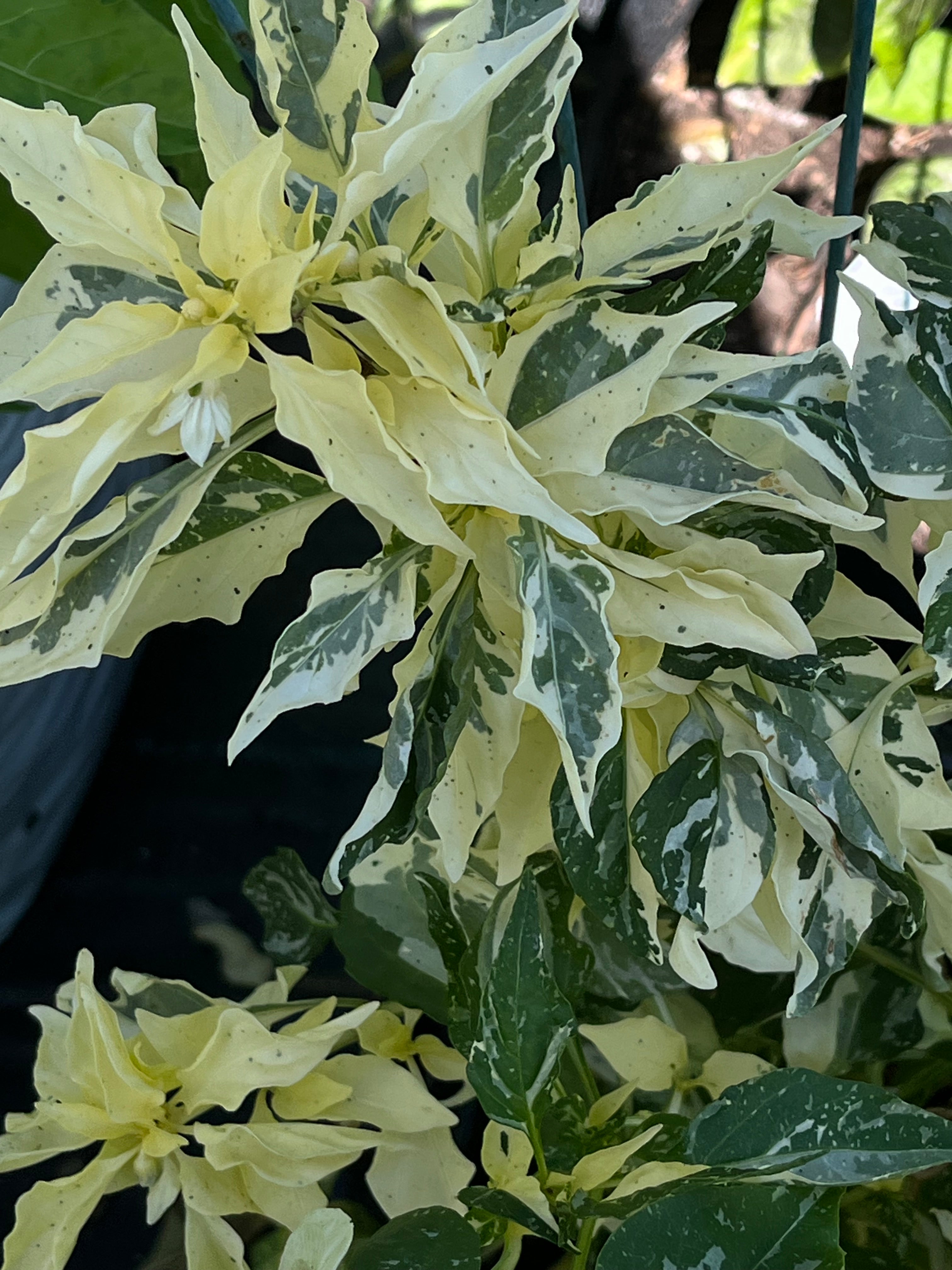 Candy cane pepper (sweet)