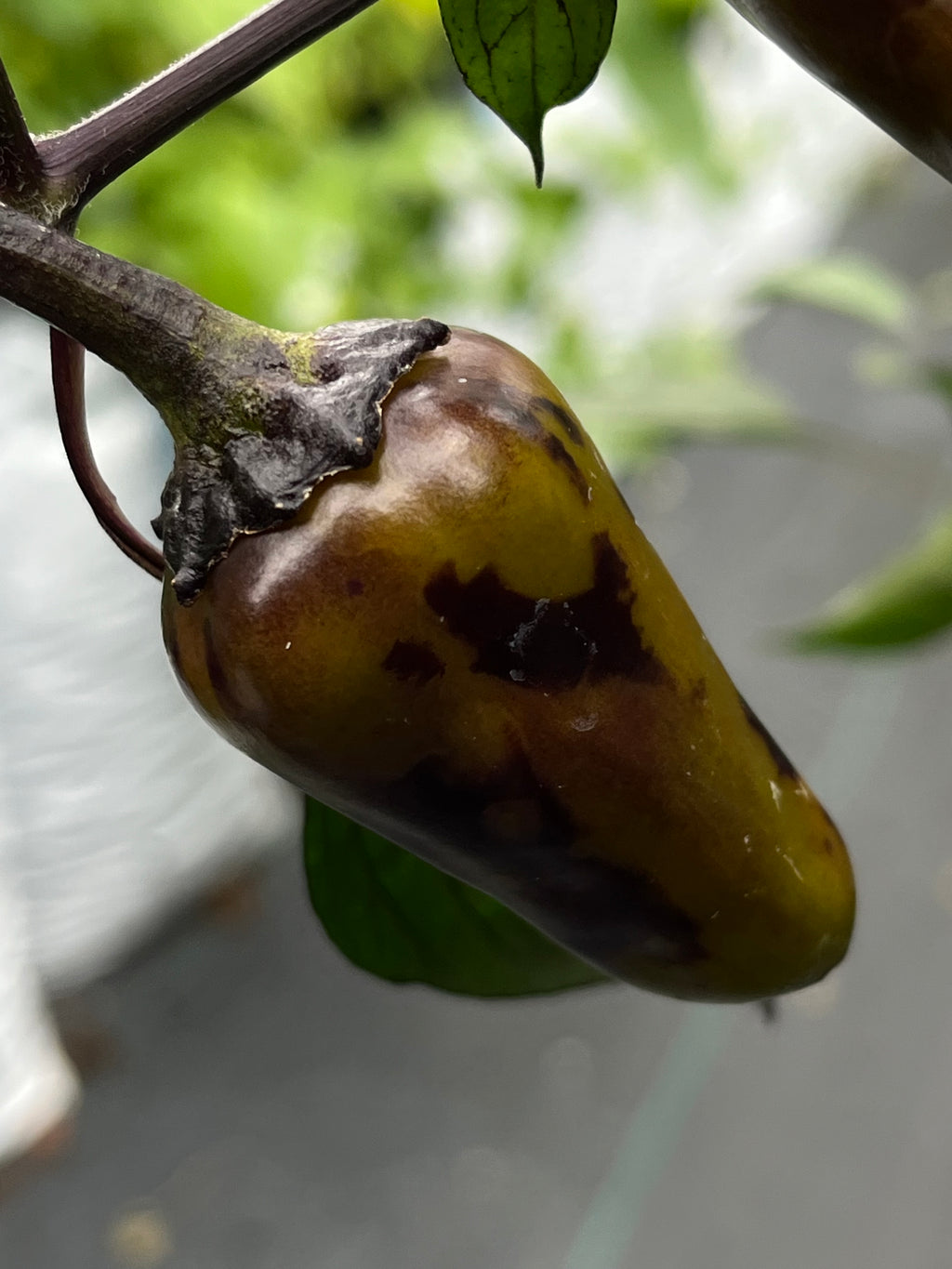 Dark blood seeds