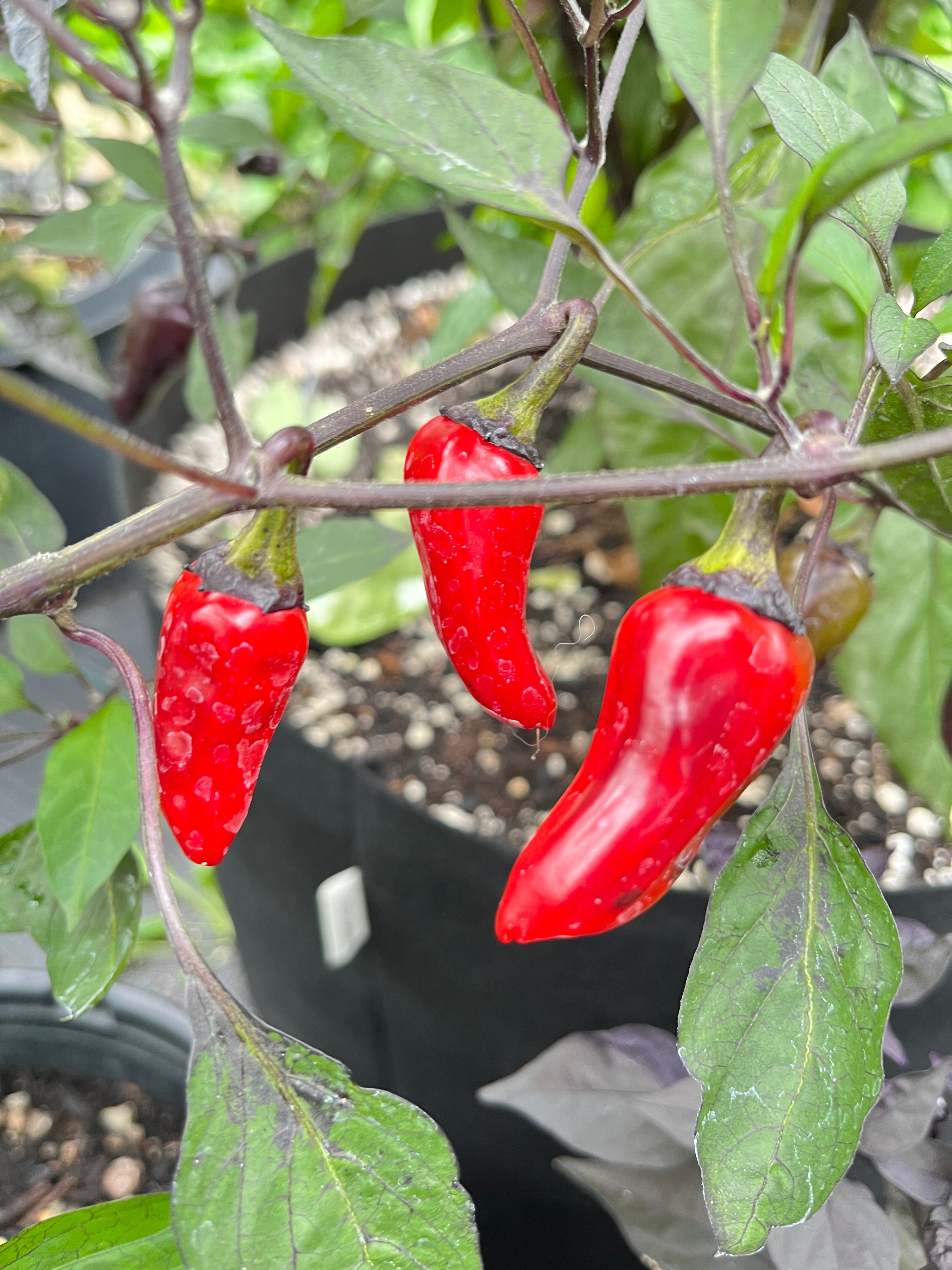 Dark blood seeds