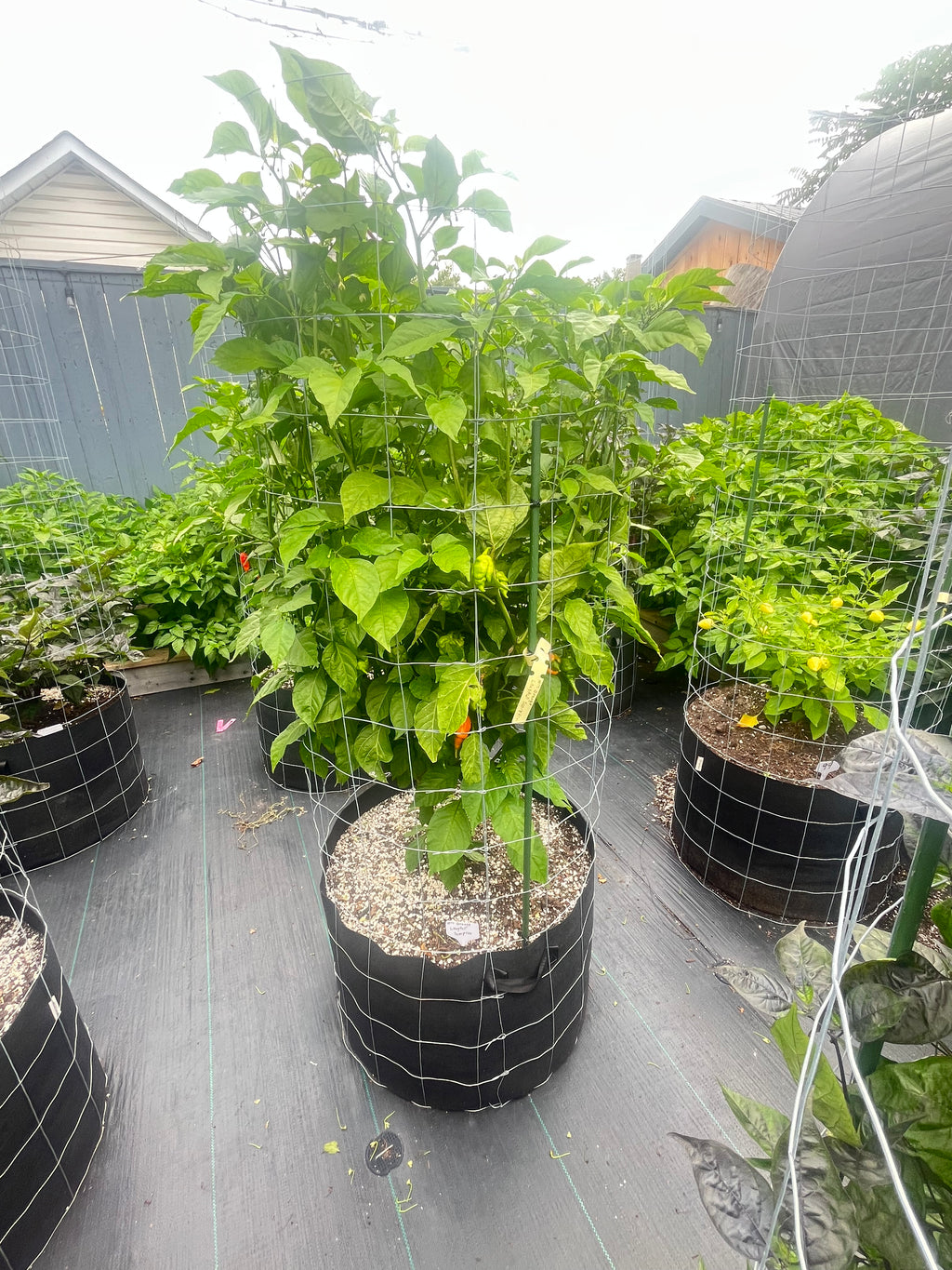Orange longtailed scorpions seeds
