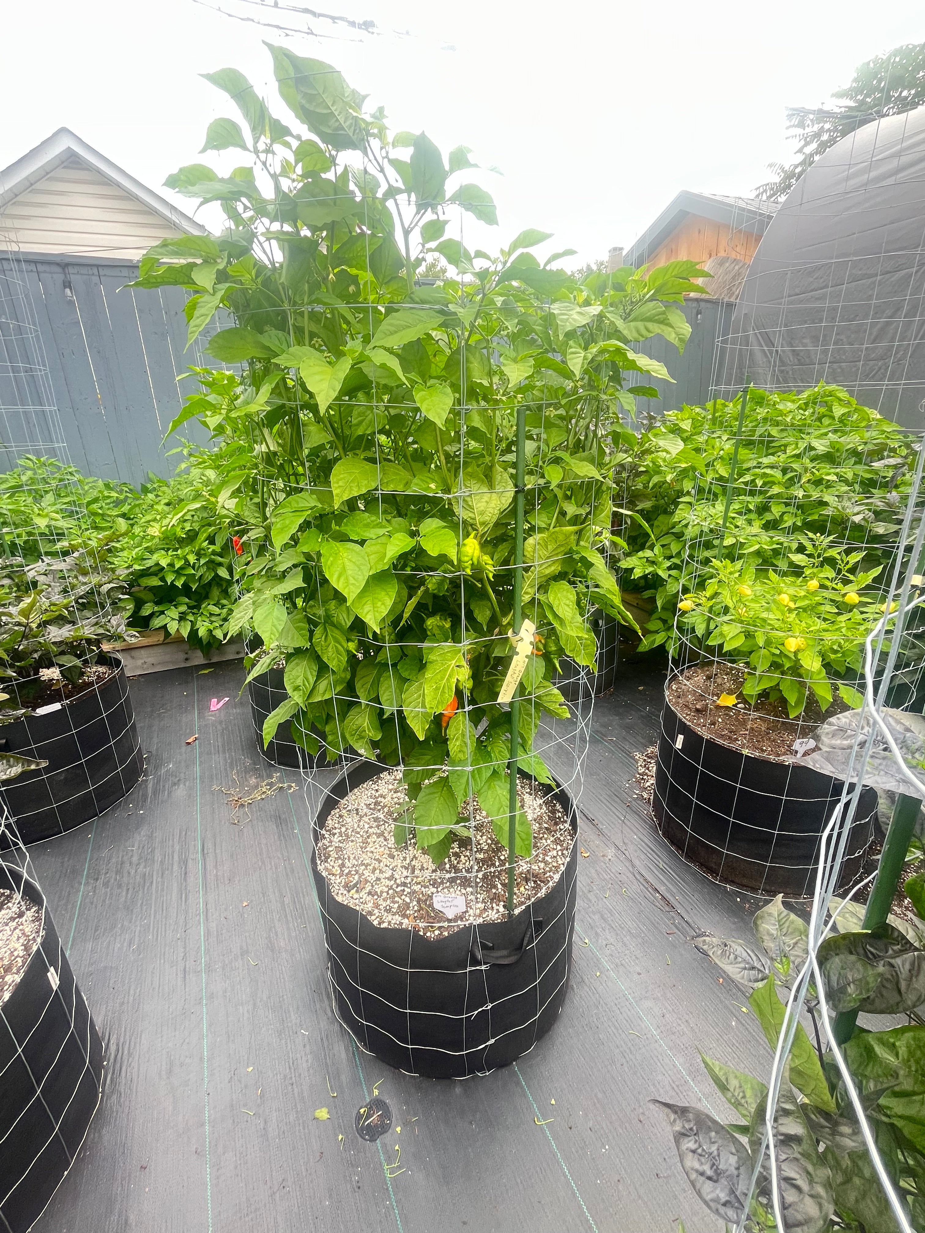 Orange longtailed scorpions seeds
