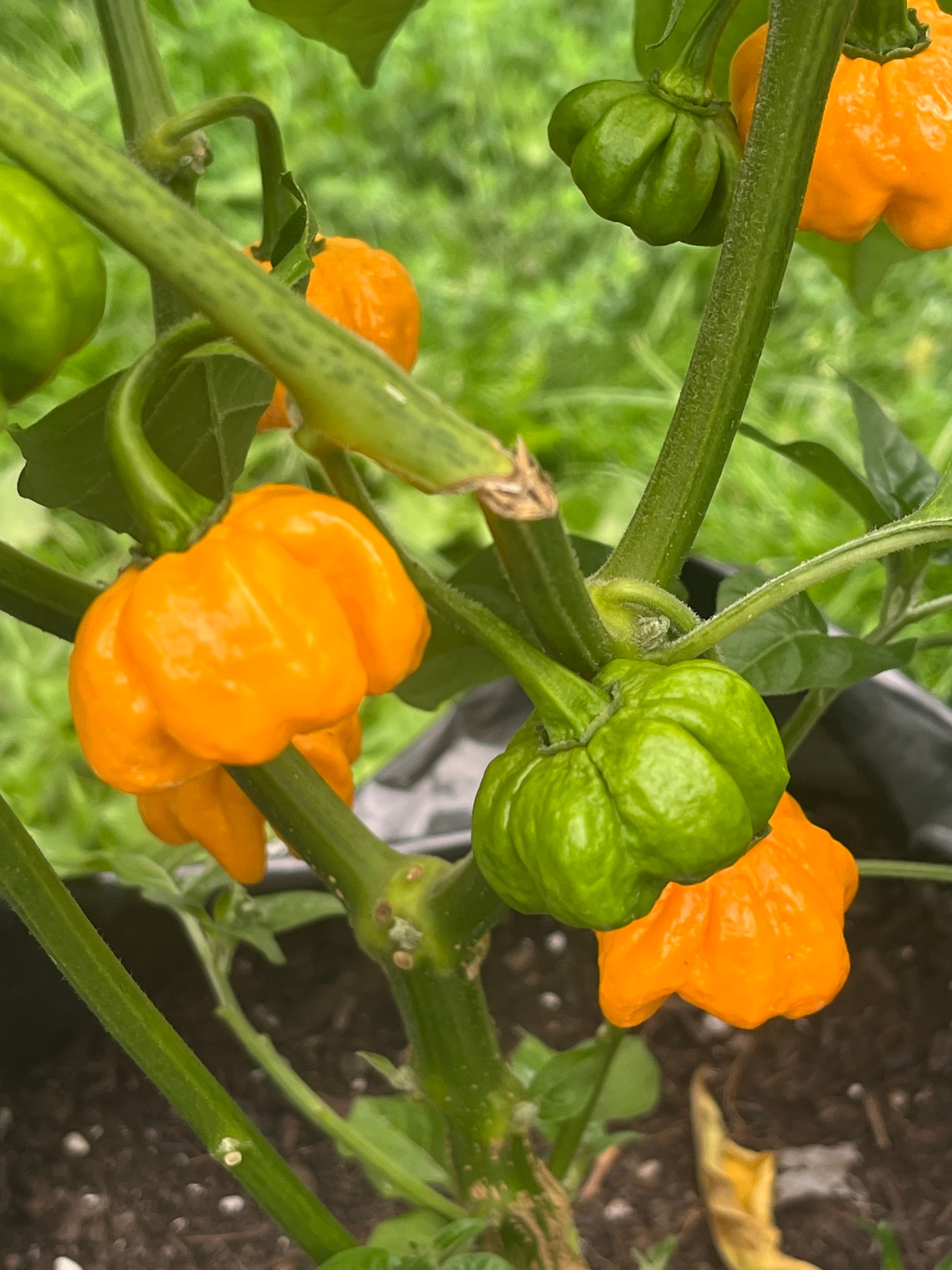 KS Sriracha orange pumpkins seeds