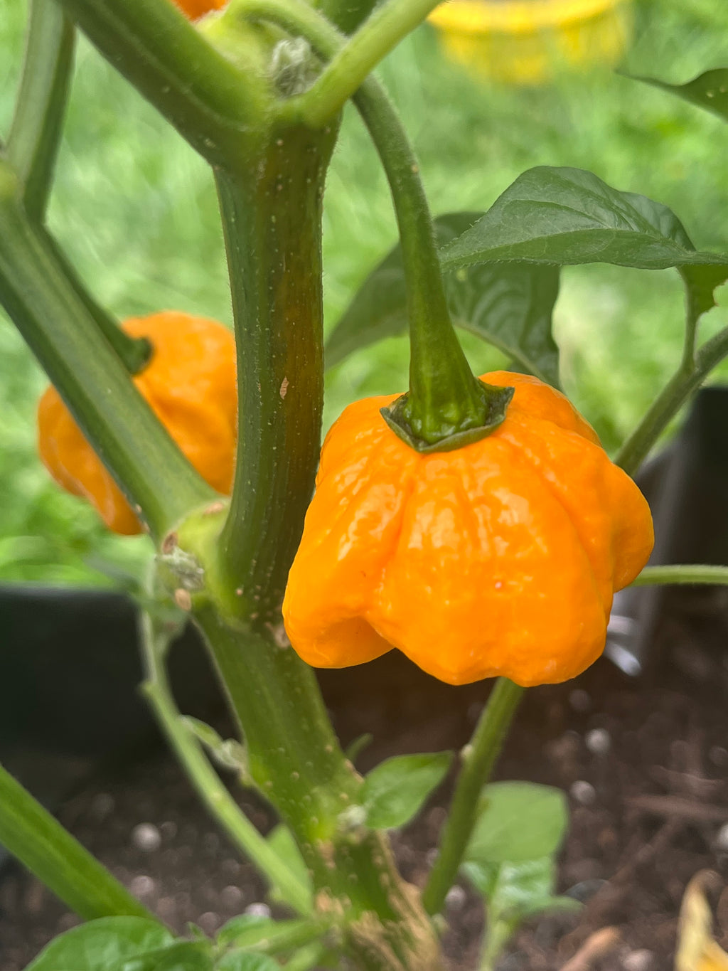 KS Sriracha orange pumpkins seeds