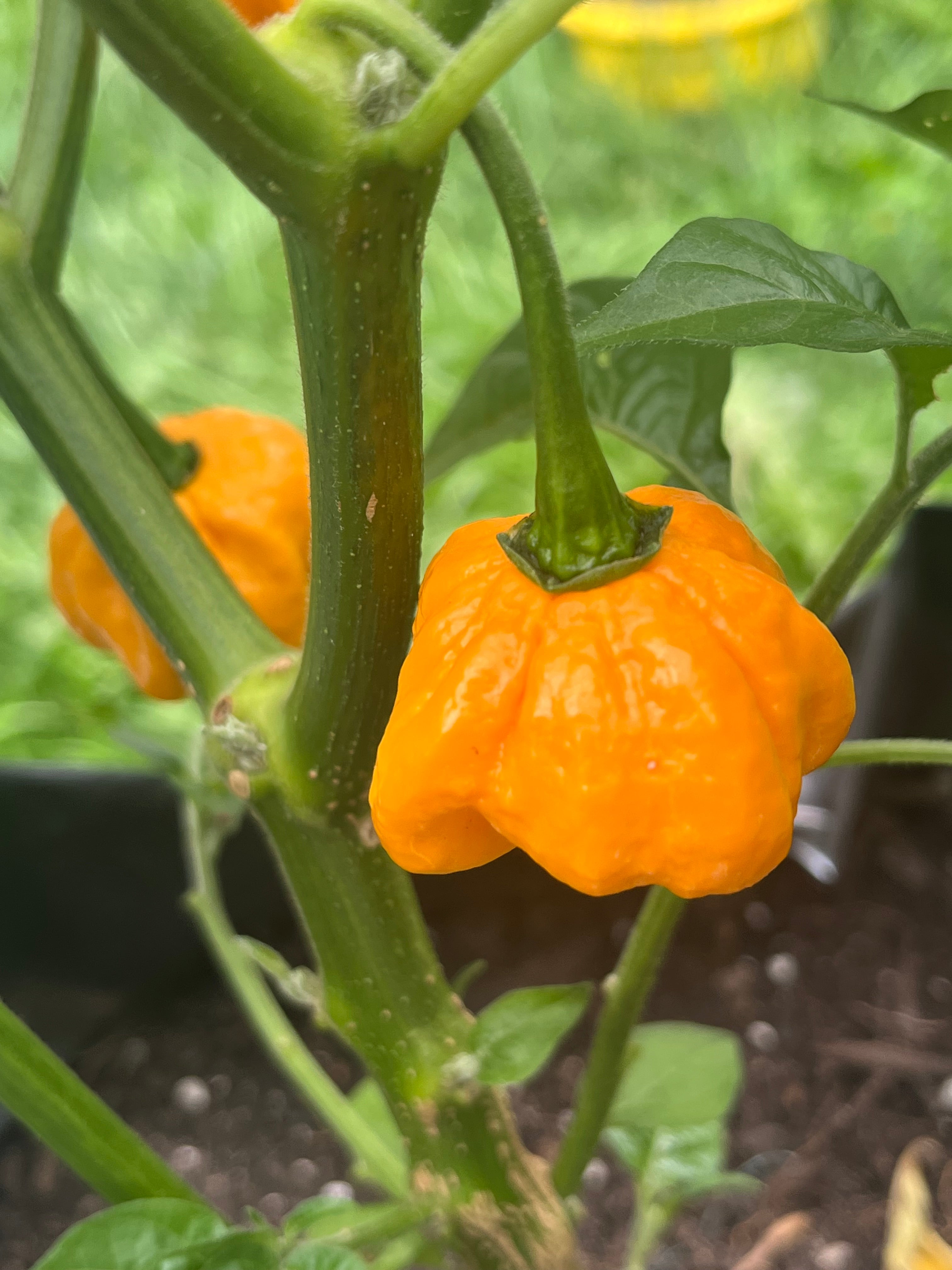KS Sriracha orange pumpkins seeds