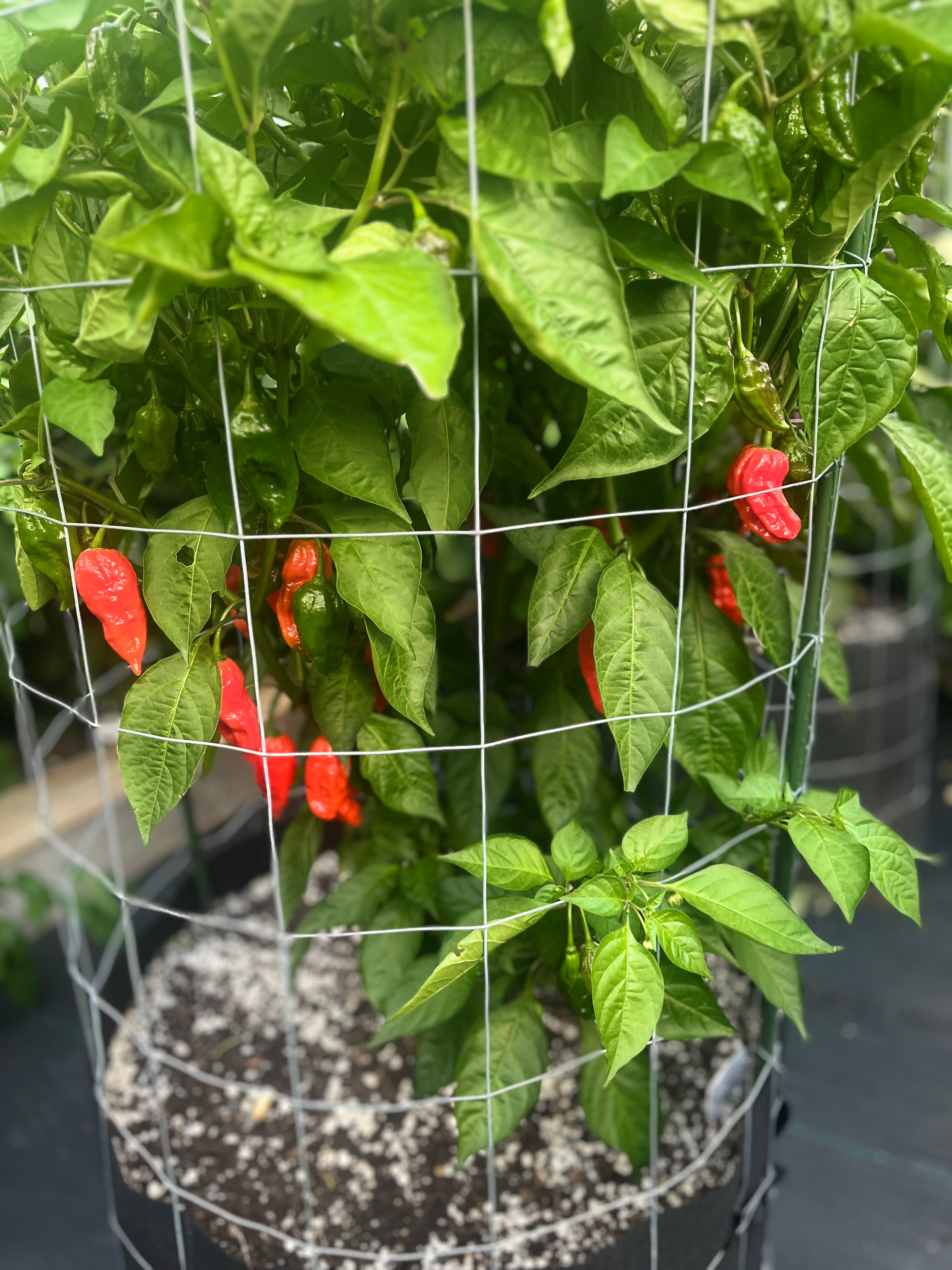 Dorset Naga seeds