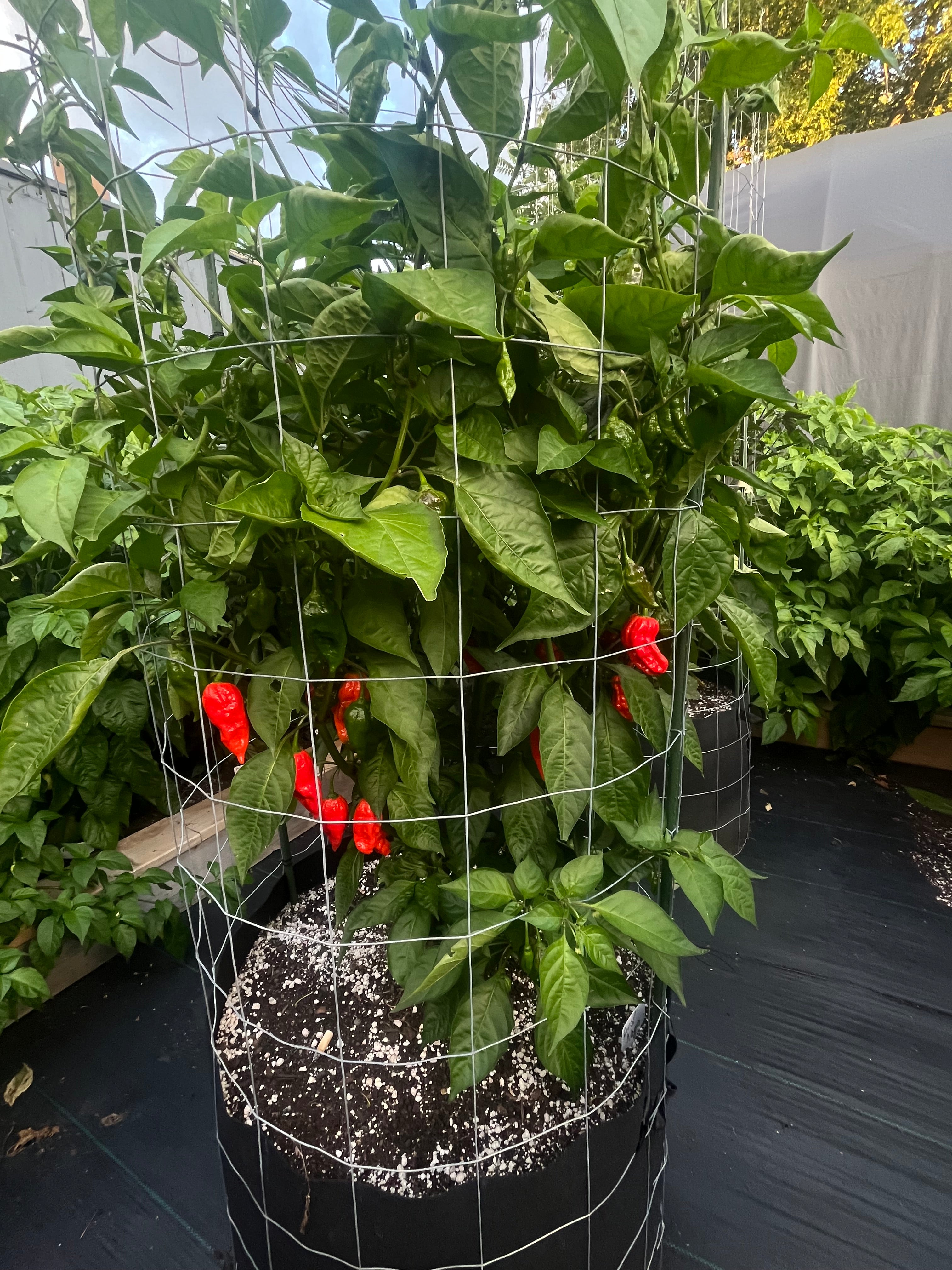 Dorset Naga seeds