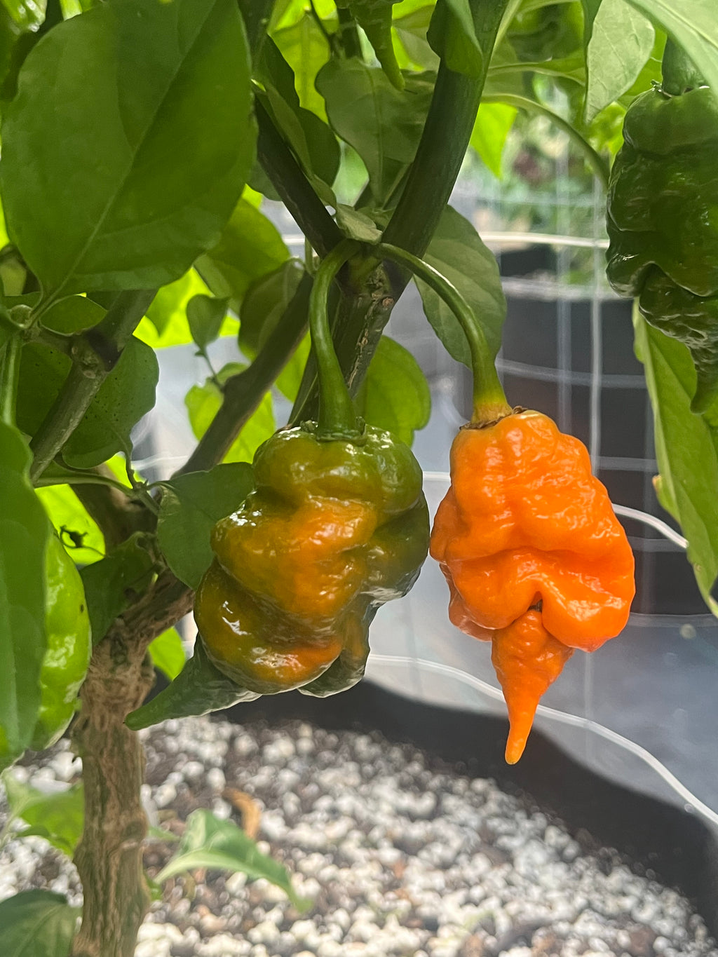 Orange longtailed scorpions seeds
