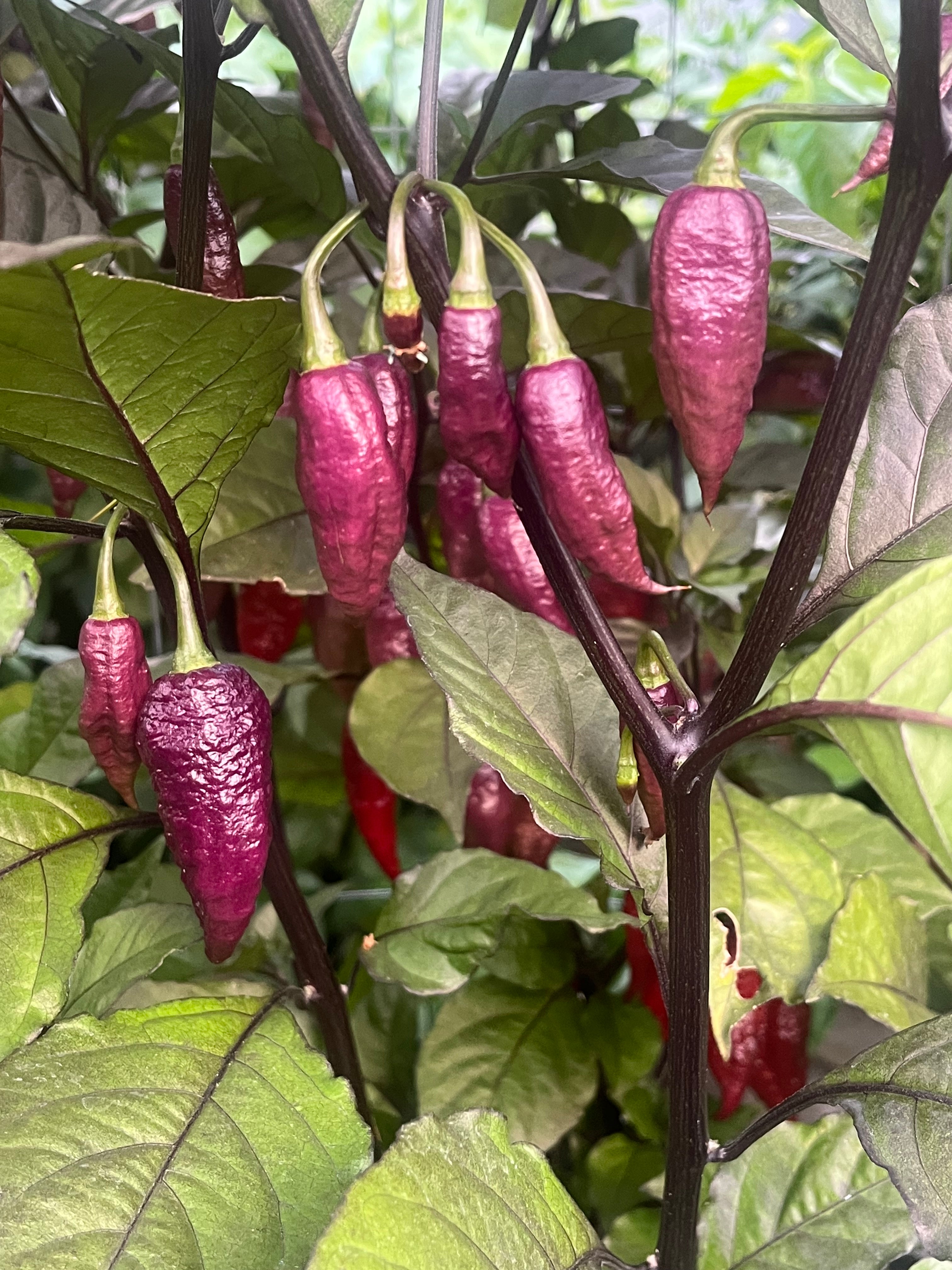 Fox dark ghost Gnarly ruby seeds