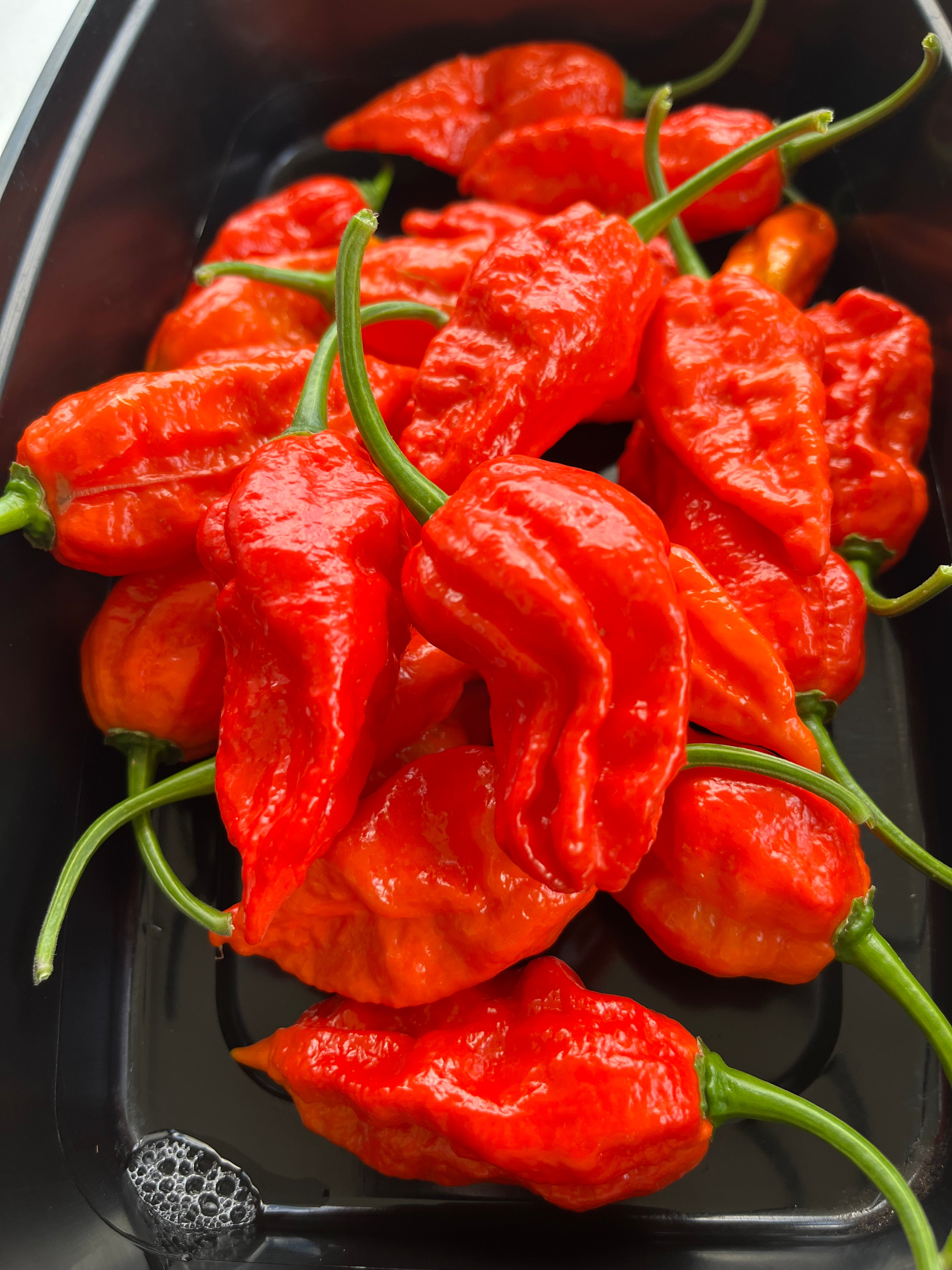 Dorset Naga seeds