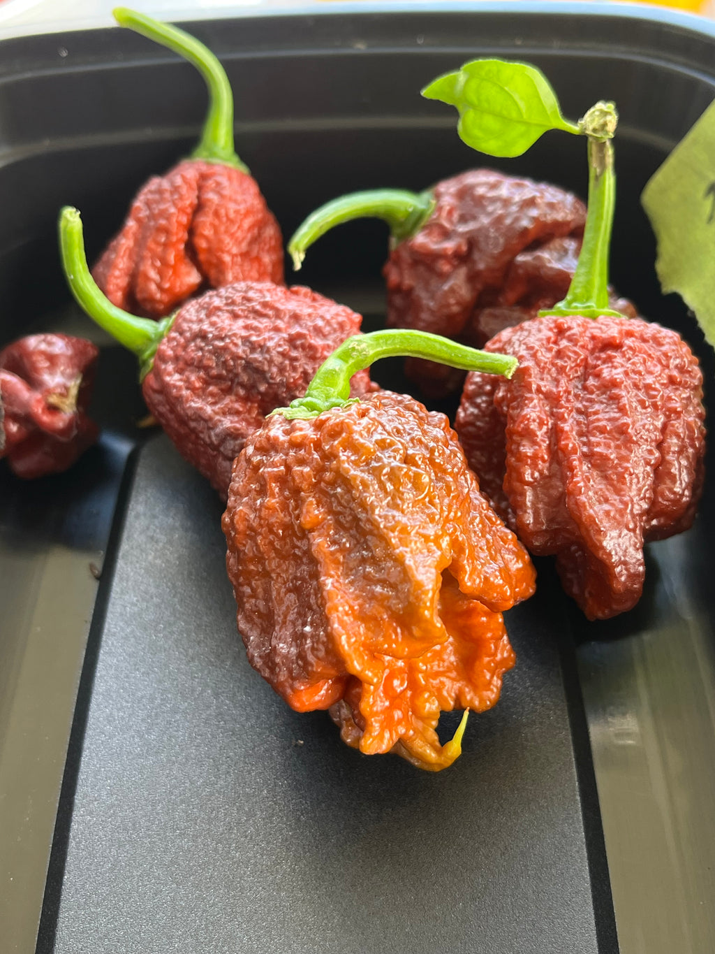 Chocolate Carolina reaper seeds