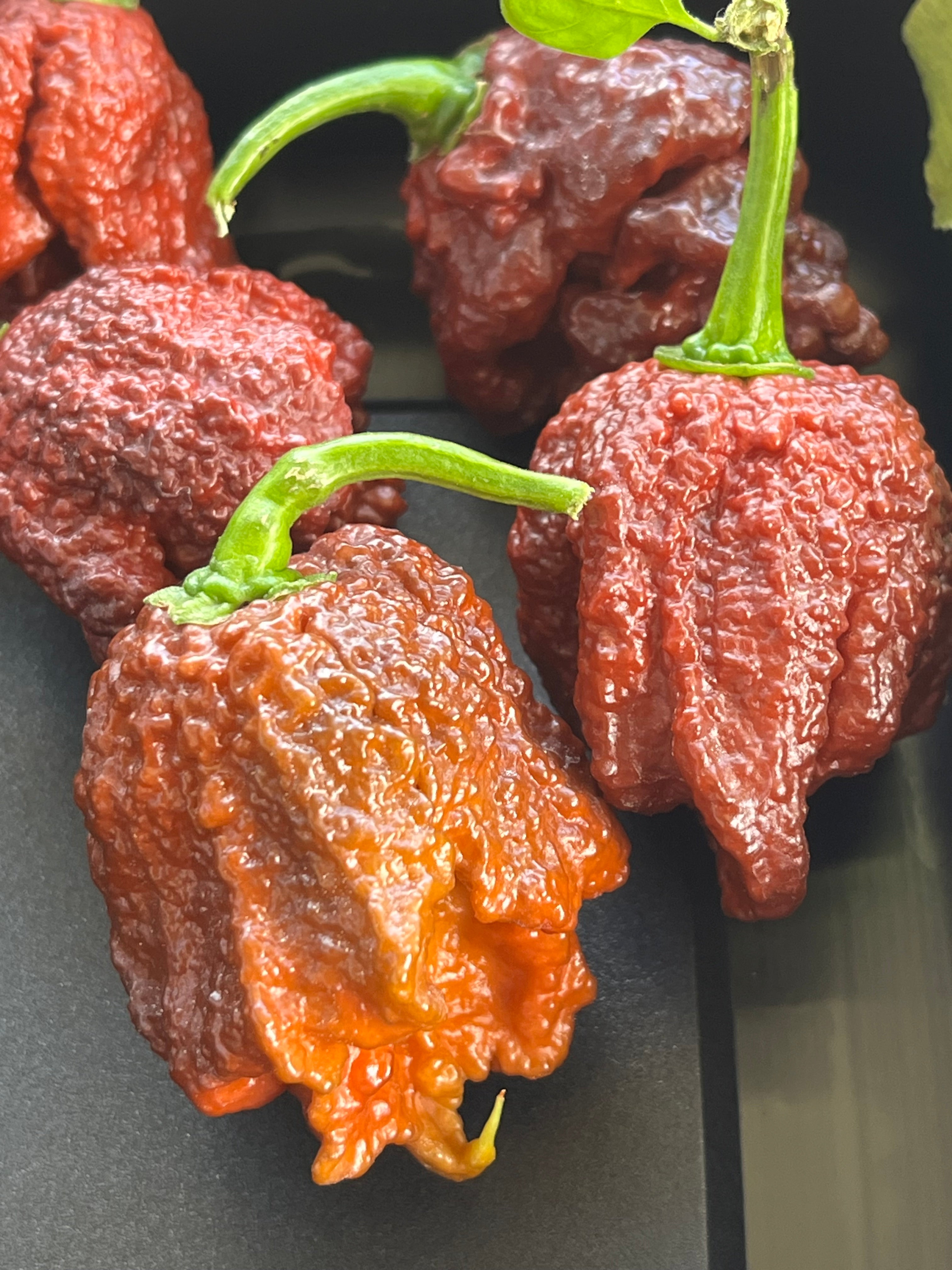 Chocolate Carolina reaper seeds