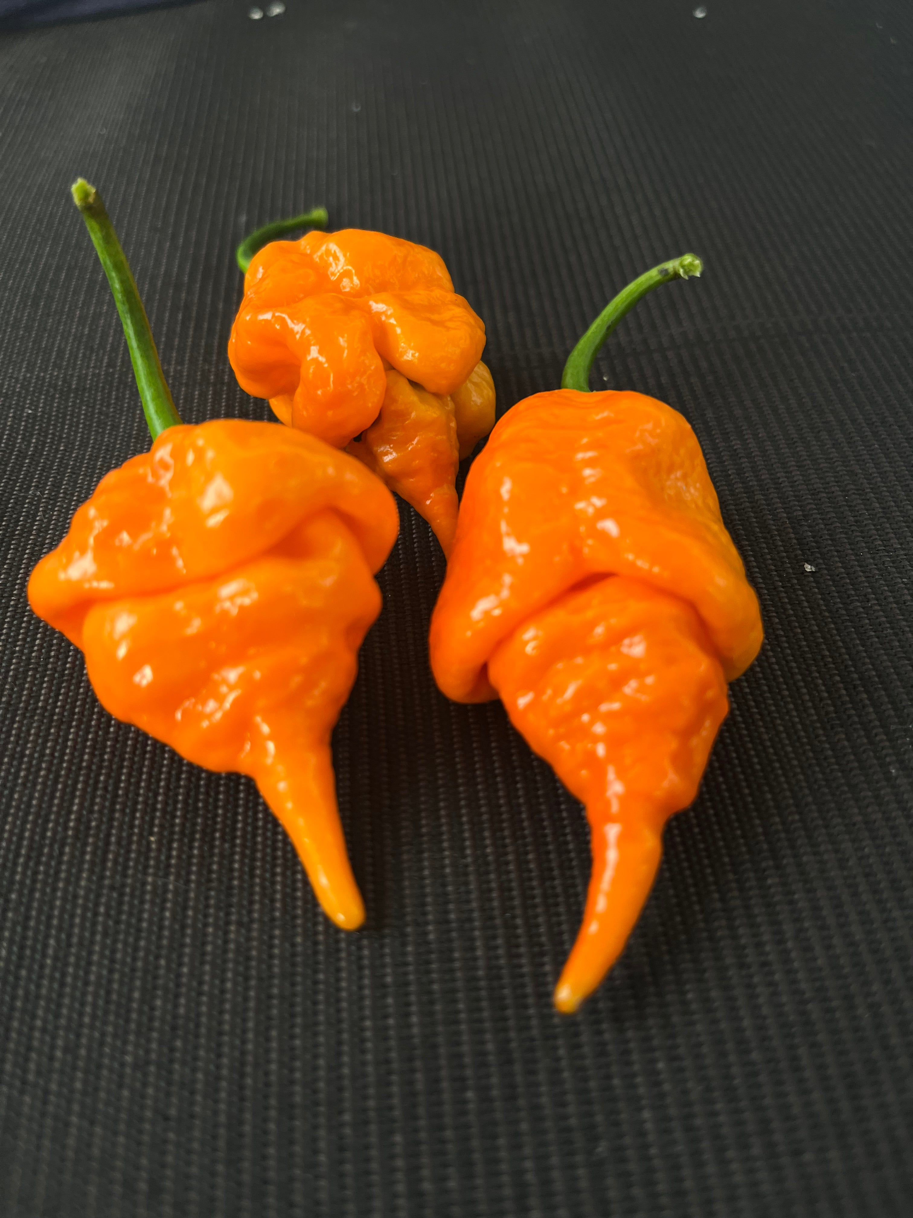 Orange longtailed scorpions seeds
