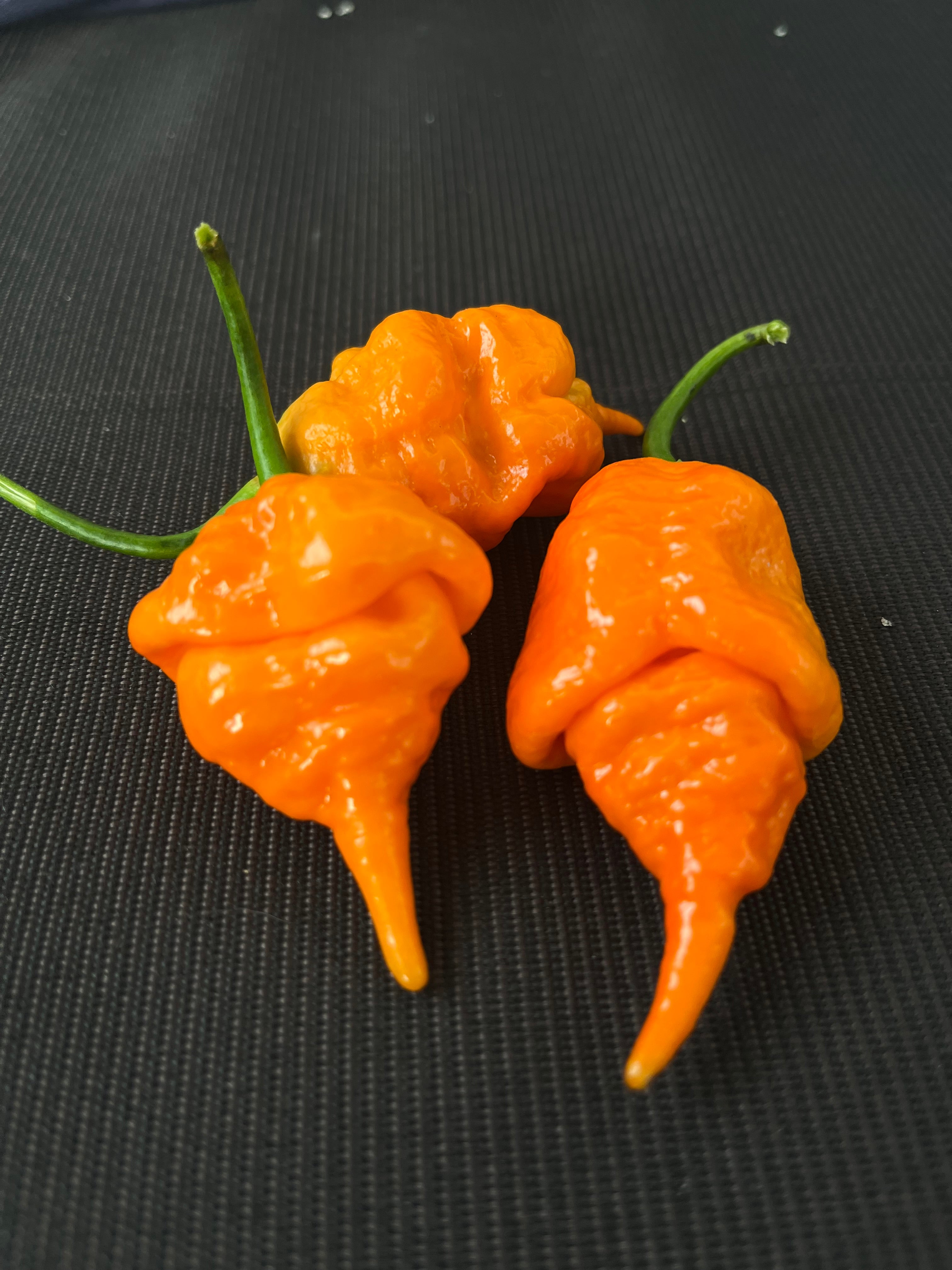 Orange longtailed scorpions seeds