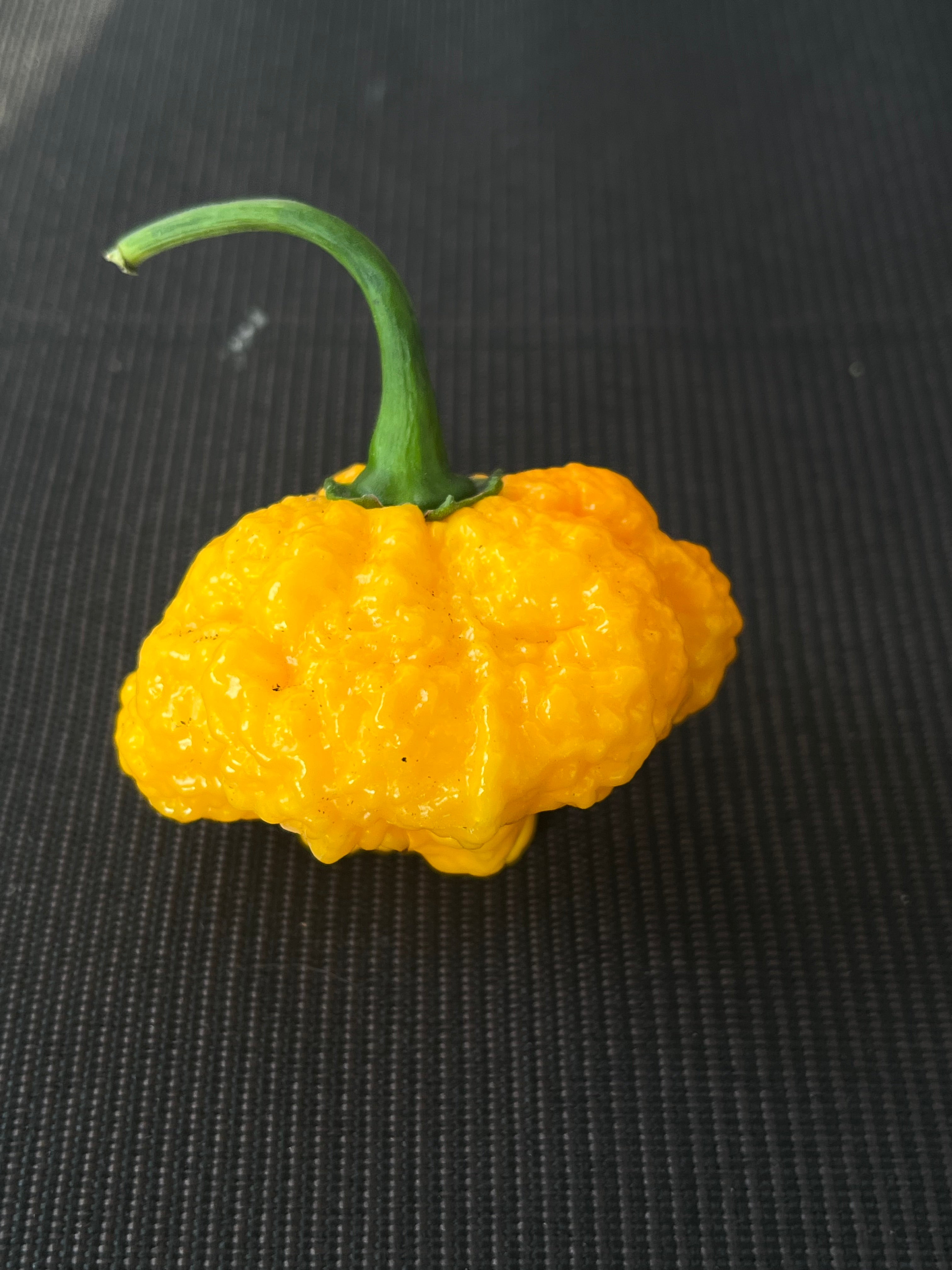 Scotch Brains Yellow