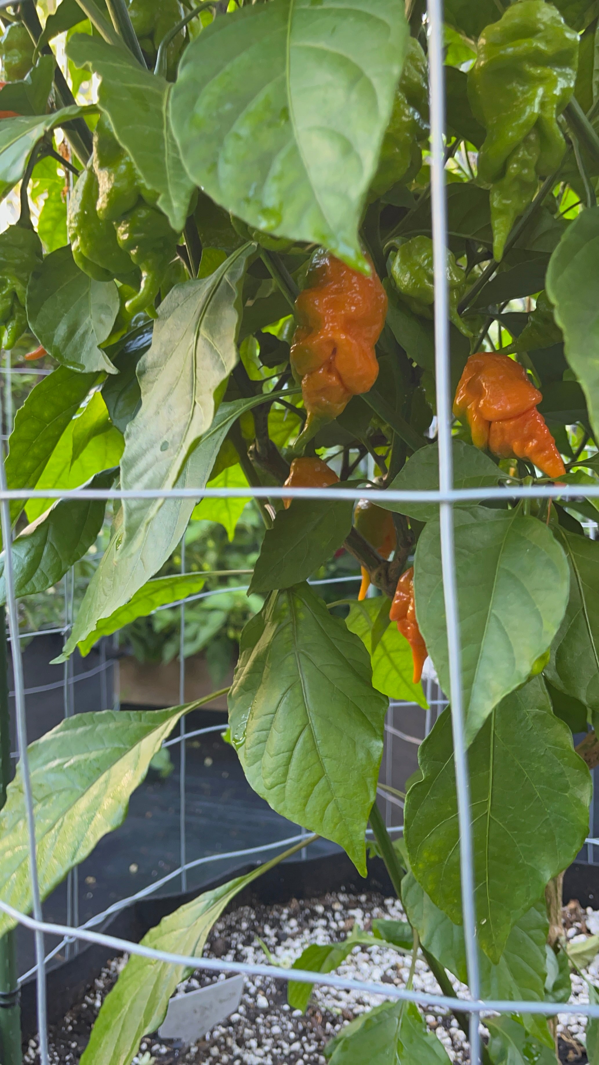 Orange longtailed scorpions seeds